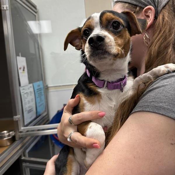 Enlarge Nashville, a Adoptable mixed breed in Tempe, AZ image 6/6