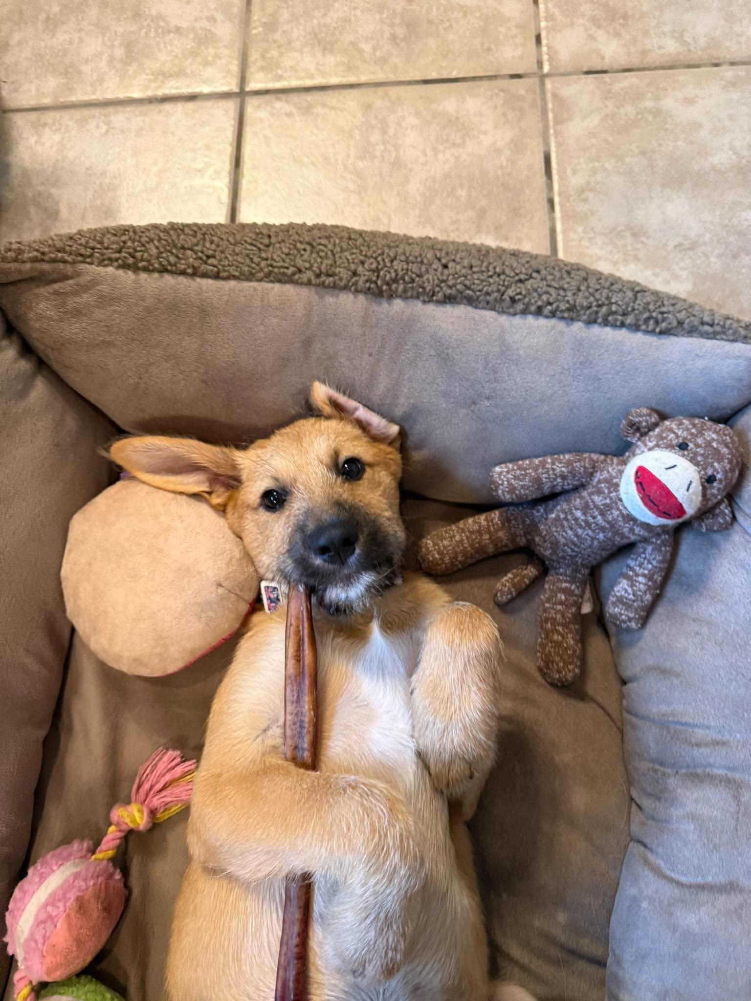 Enlarge Farrah Pawsett, a ADOPTABLE mixed breed in Commerce City, CO image 2/6