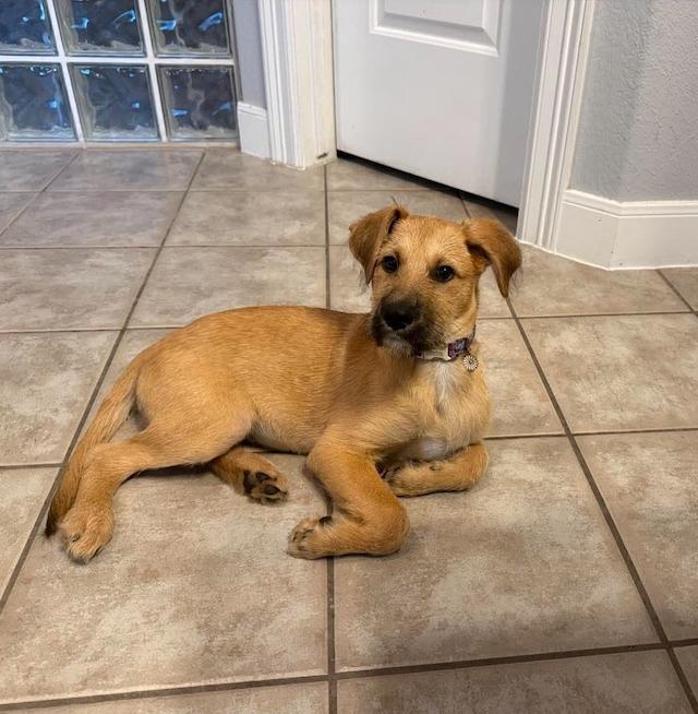 Farrah Pawsett, ADOPTABLE, Young Female Airedale Terrier & Shepherd.