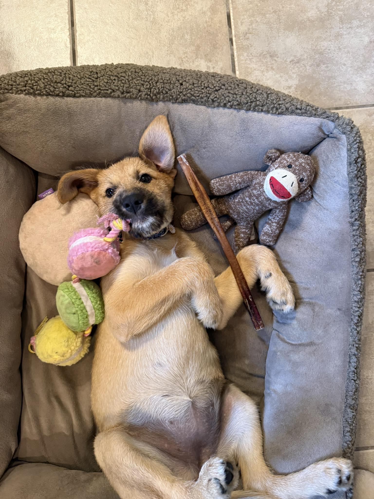 Enlarge Farrah Pawsett, a ADOPTABLE mixed breed in Commerce City, CO image 5/6