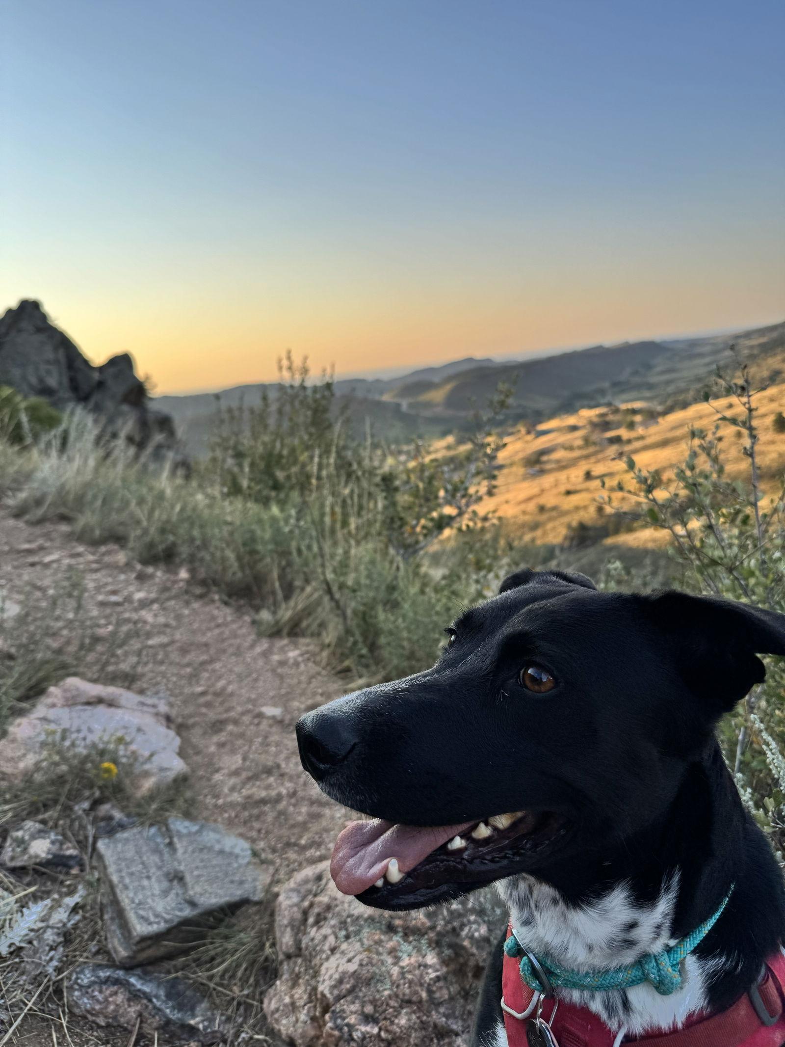 Nettle, Adoptable, Adult Female Labrador Retriever.
