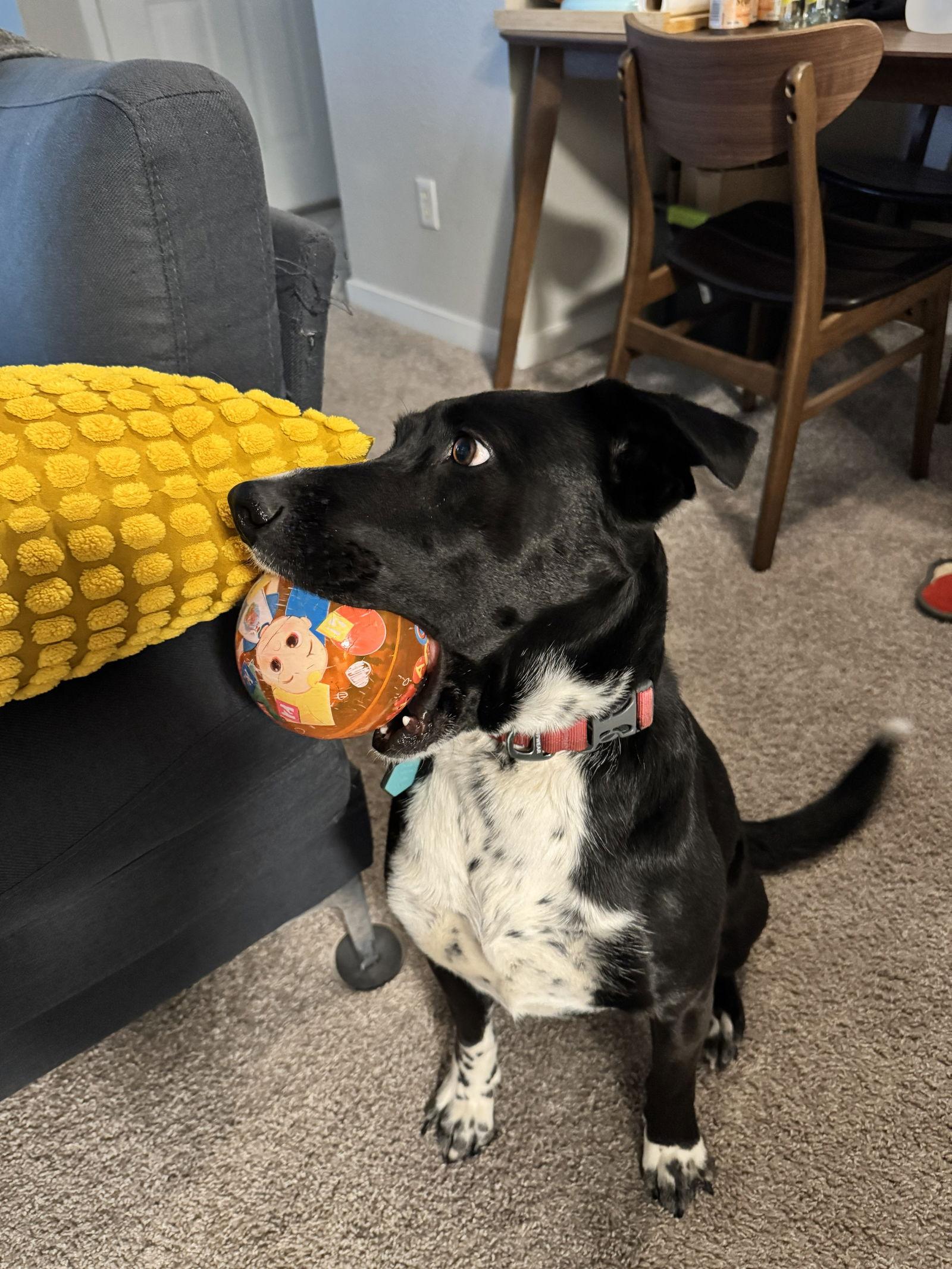 Enlarge Nettle, a Adoptable Labrador Retriever in Fort Collins, CO image 2/3