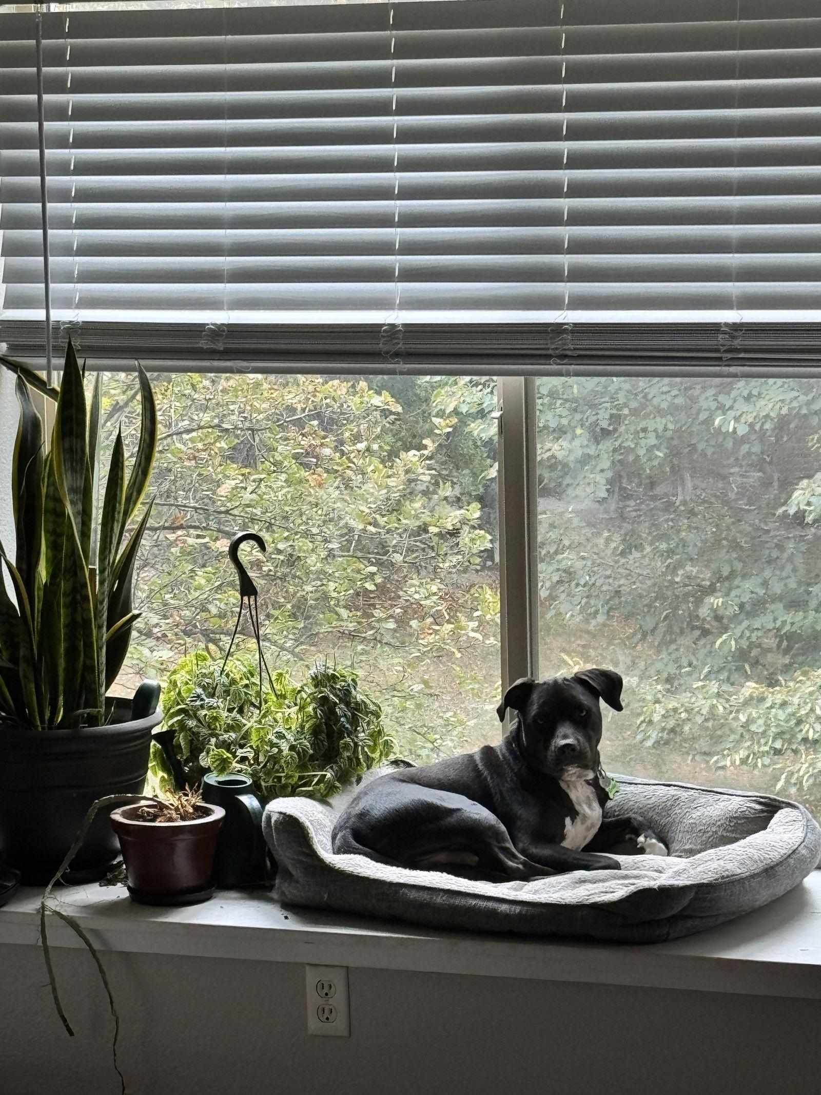 Enlarge Nettle, a Adoptable Labrador Retriever in Fort Collins, CO image 3/3