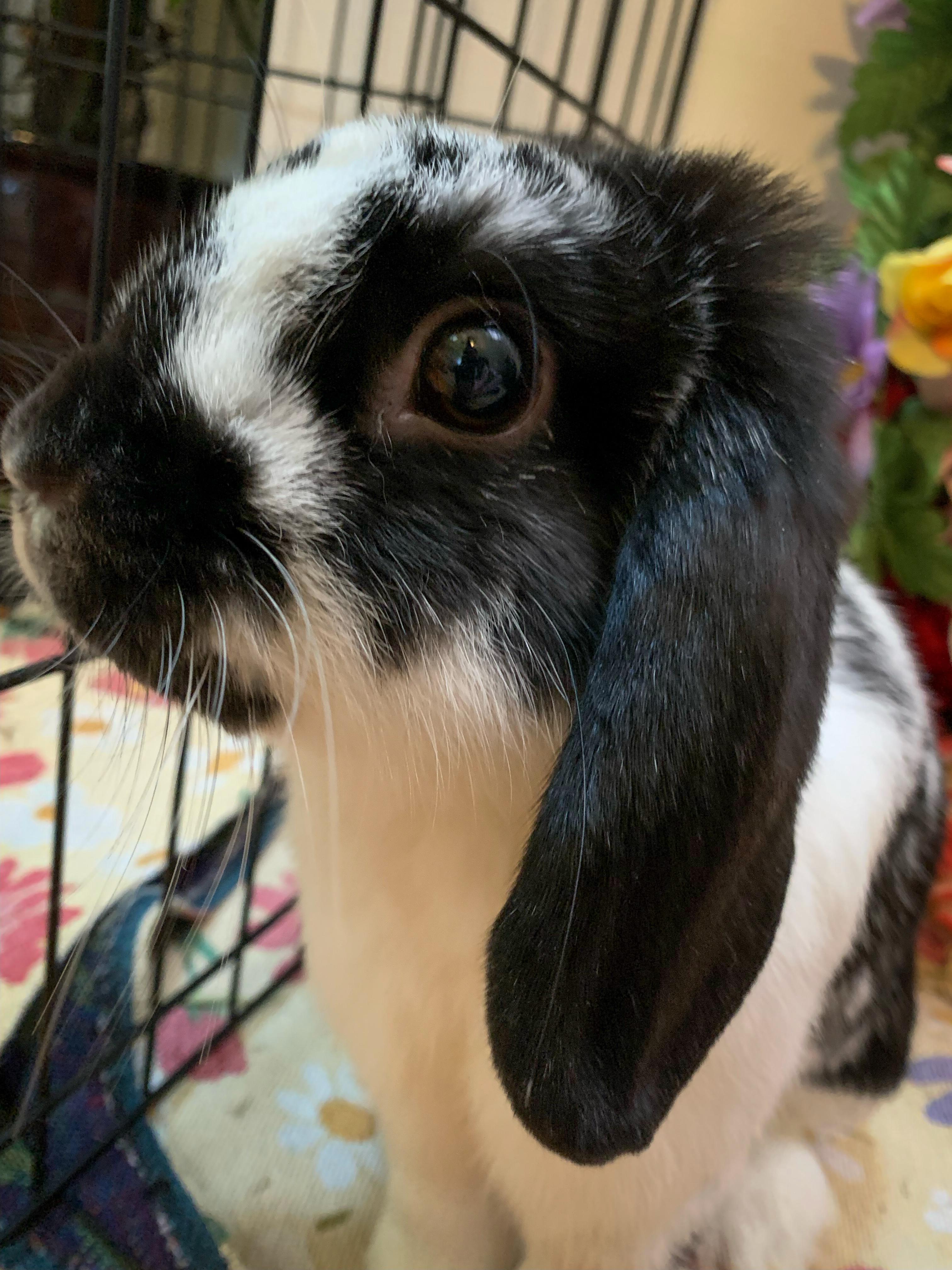 Chip- Bonded with Tater, Adoptable, Adult Female Mini Lop.