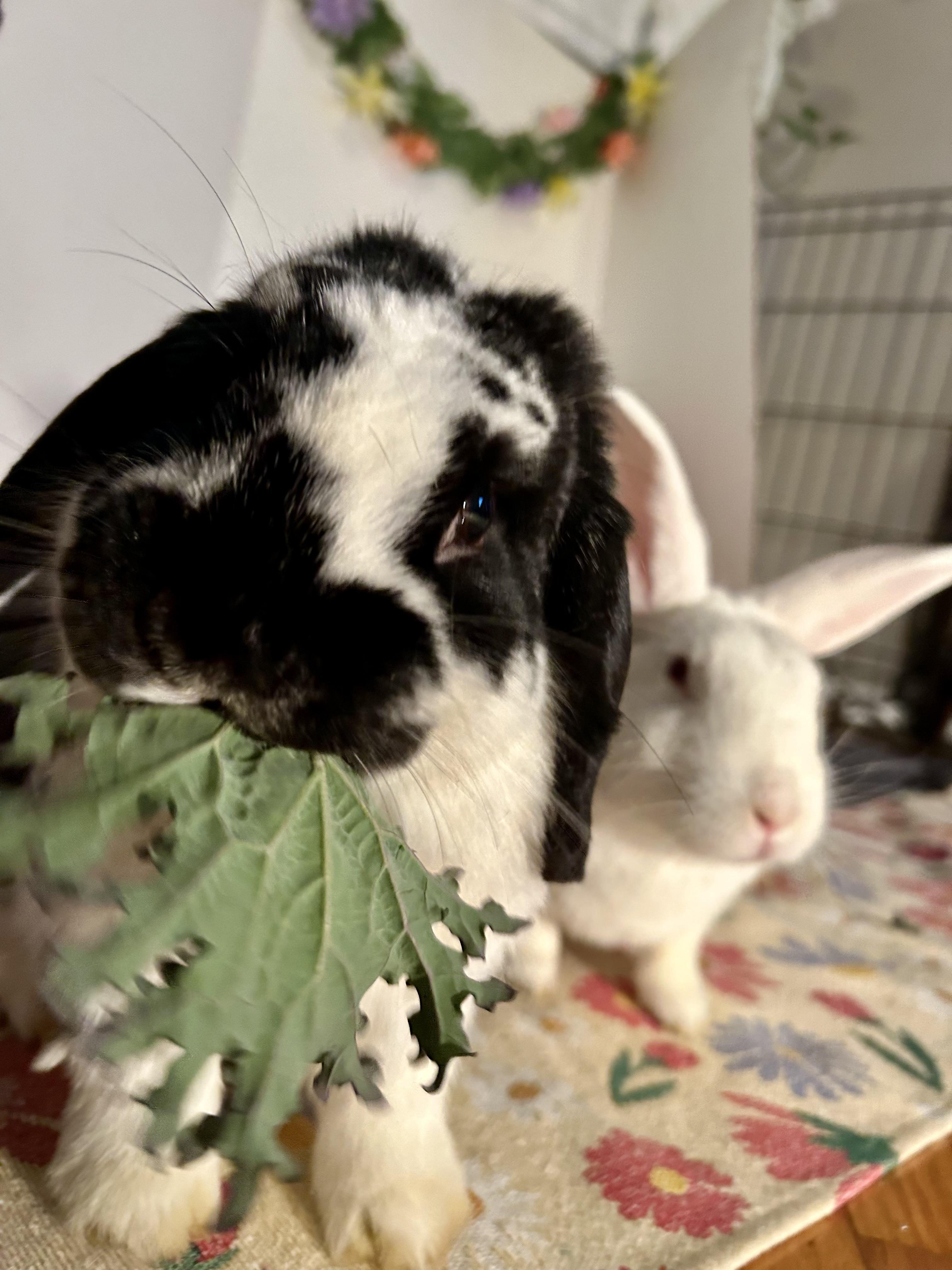 Enlarge Chip & Theodore, an adopted Mini Lop in Midlothian, VA image 1/5