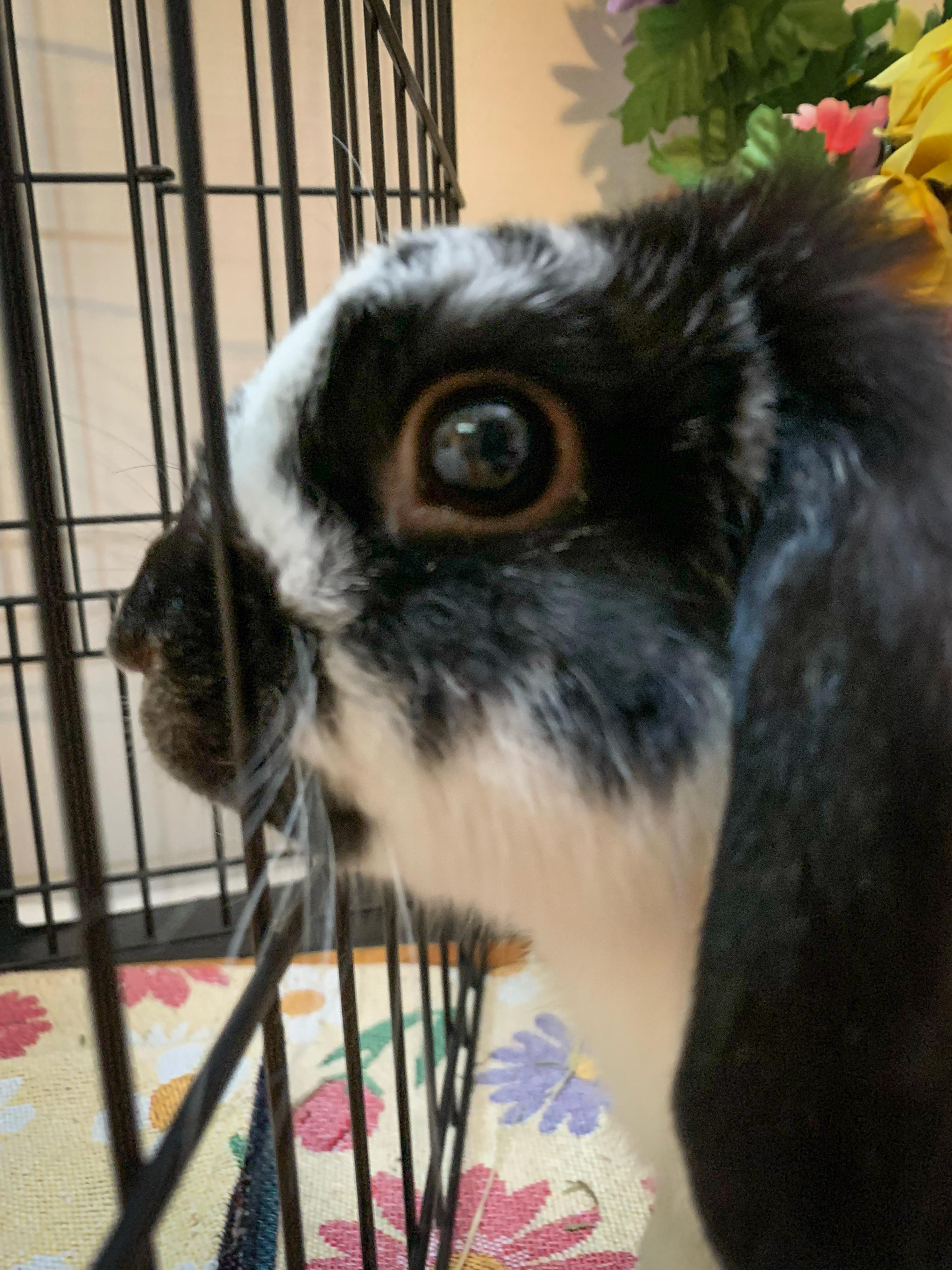 Enlarge Chip- Bonded with Tater, a Adoptable Mini Lop in Midlothian, VA image 4/6