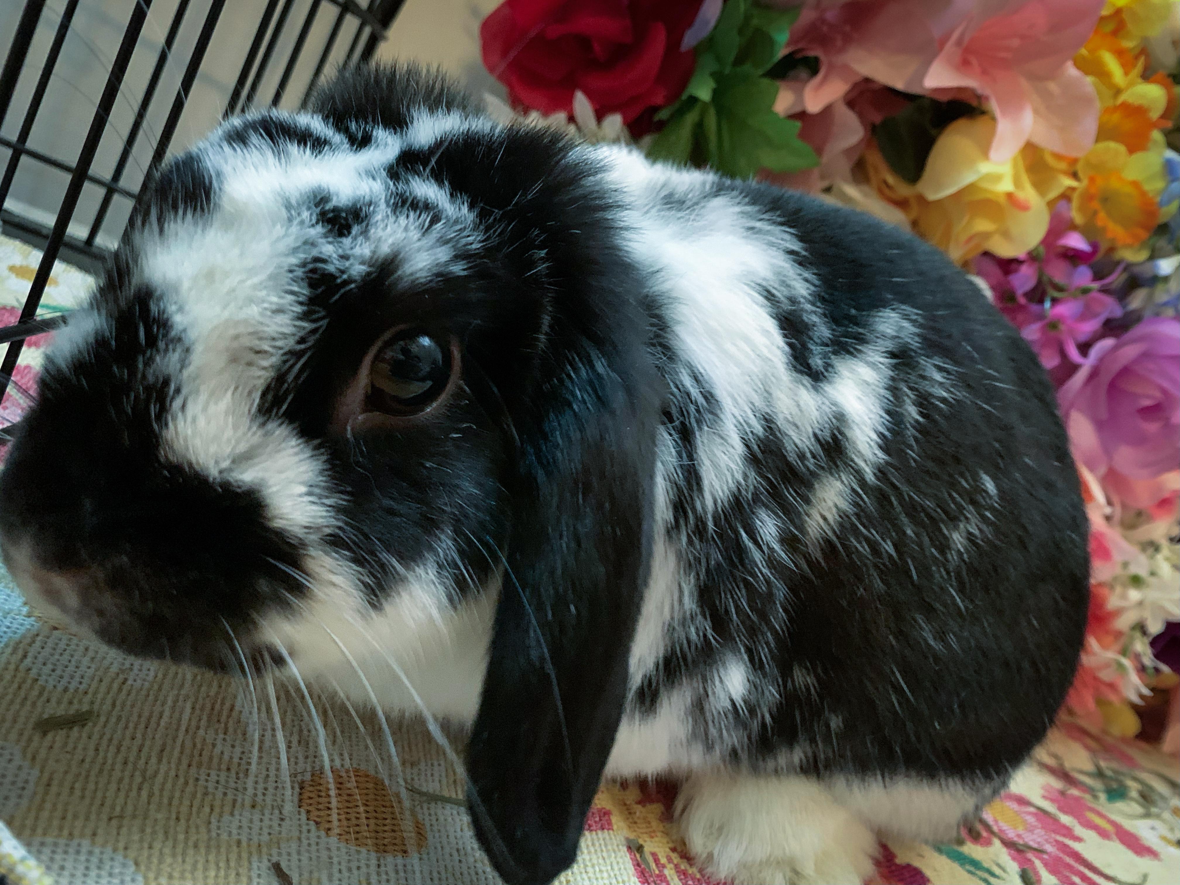 Enlarge Chip- Bonded with Tater, a Adoptable Mini Lop in Midlothian, VA image 5/6