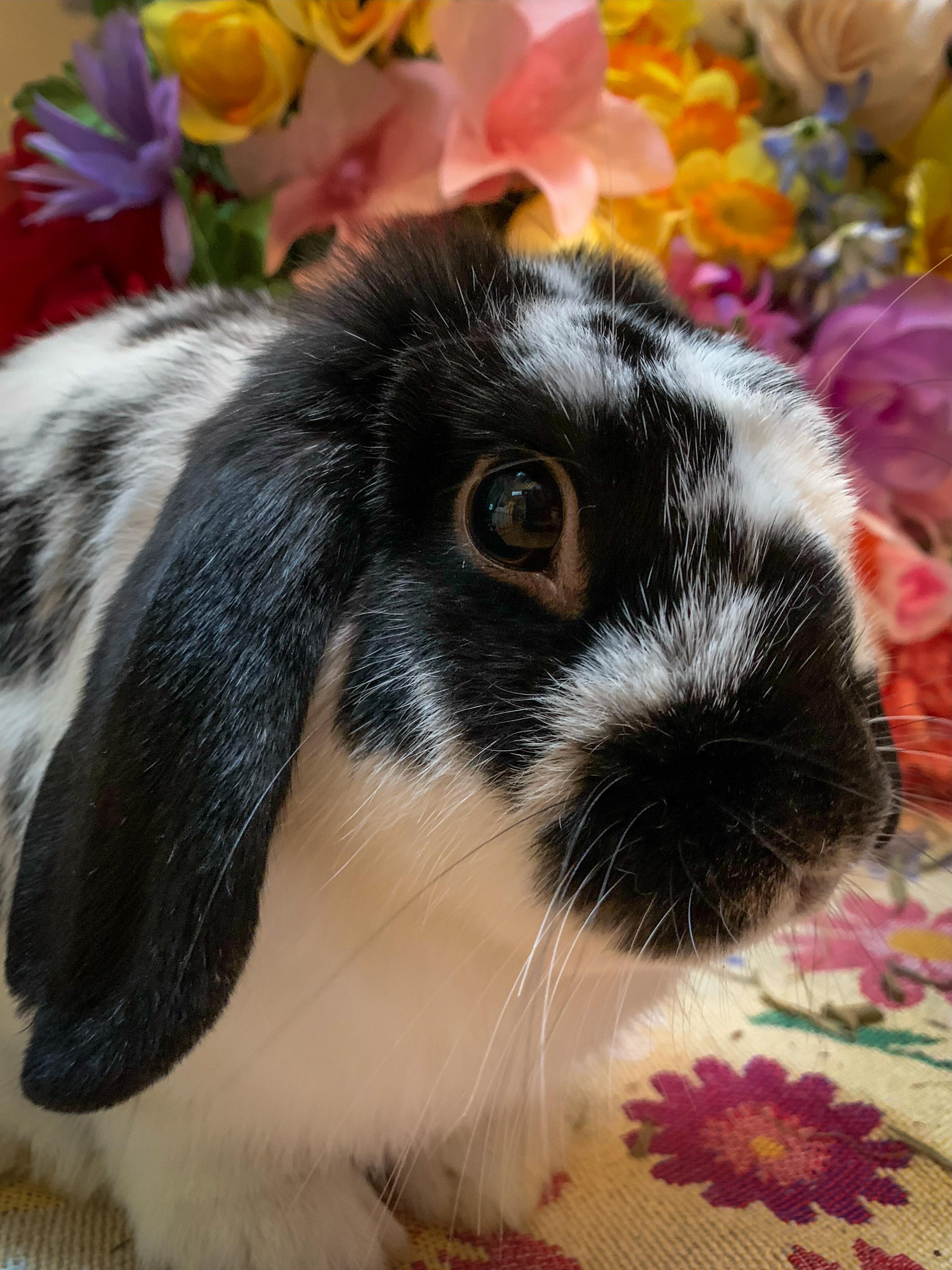 Enlarge Chip- Bonded with Tater, a Adoptable Mini Lop in Midlothian, VA image 2/6