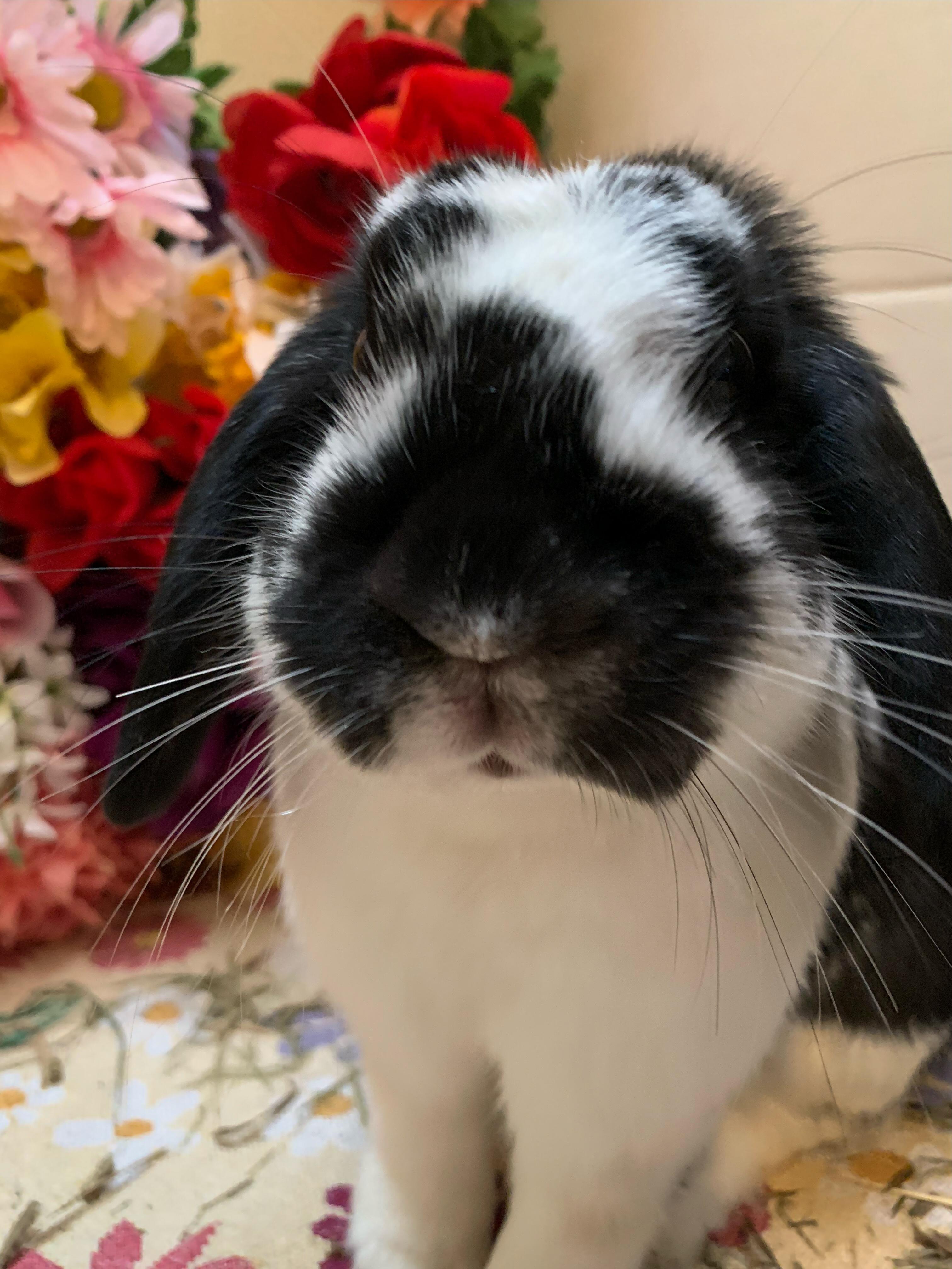 Enlarge Chip- Bonded with Tater, a Adoptable Mini Lop in Midlothian, VA image 6/6