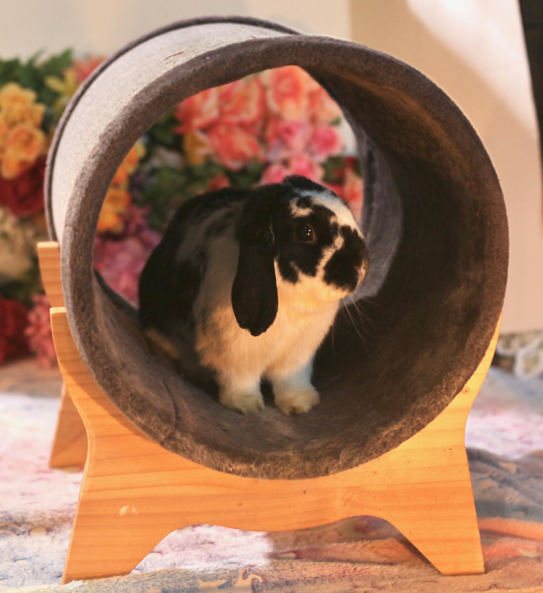 Enlarge Chip , an adoptable Mini Lop in Midlothian, VA image 4/4