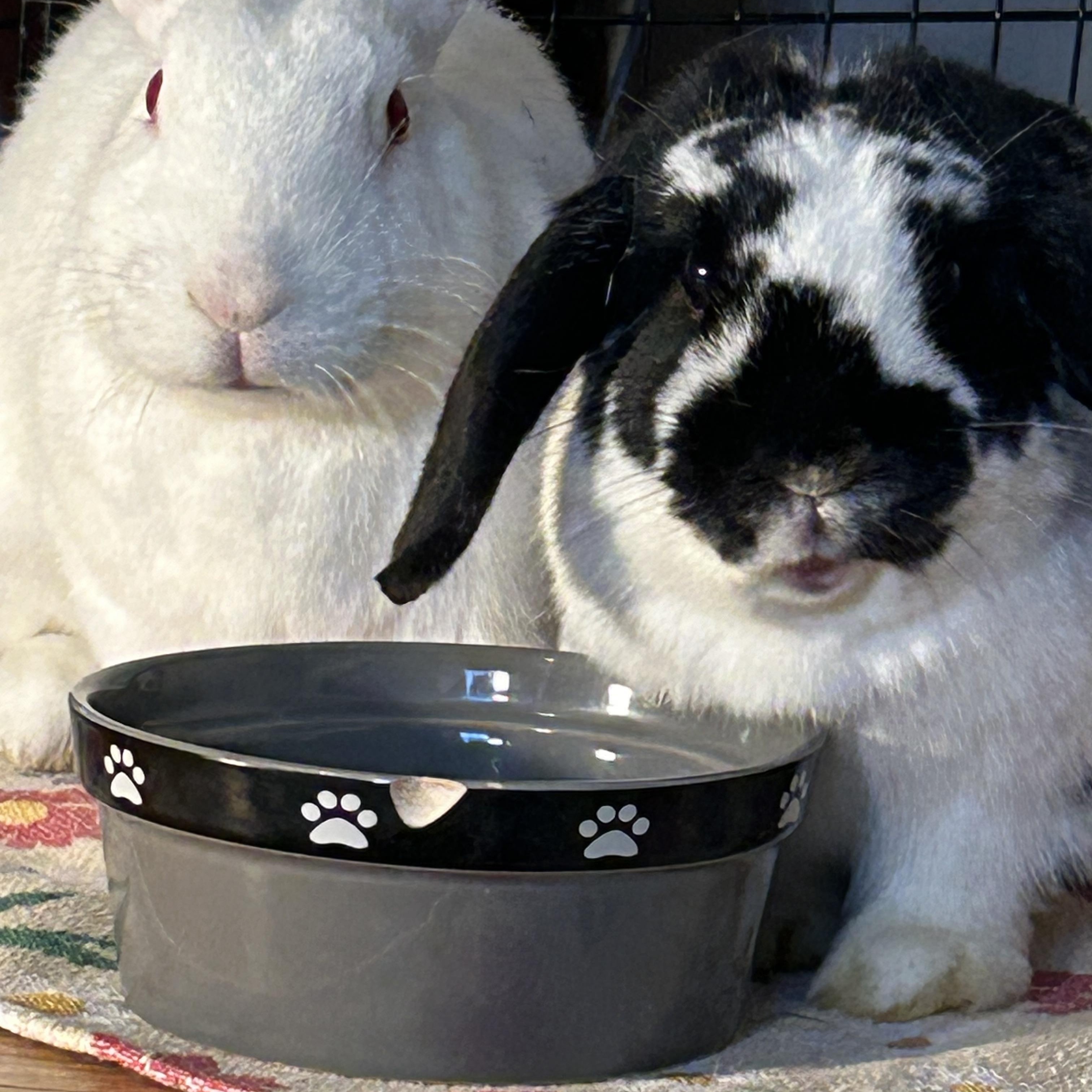 Enlarge Chip & Theodore, an adopted Mini Lop in Midlothian, VA image 5/5