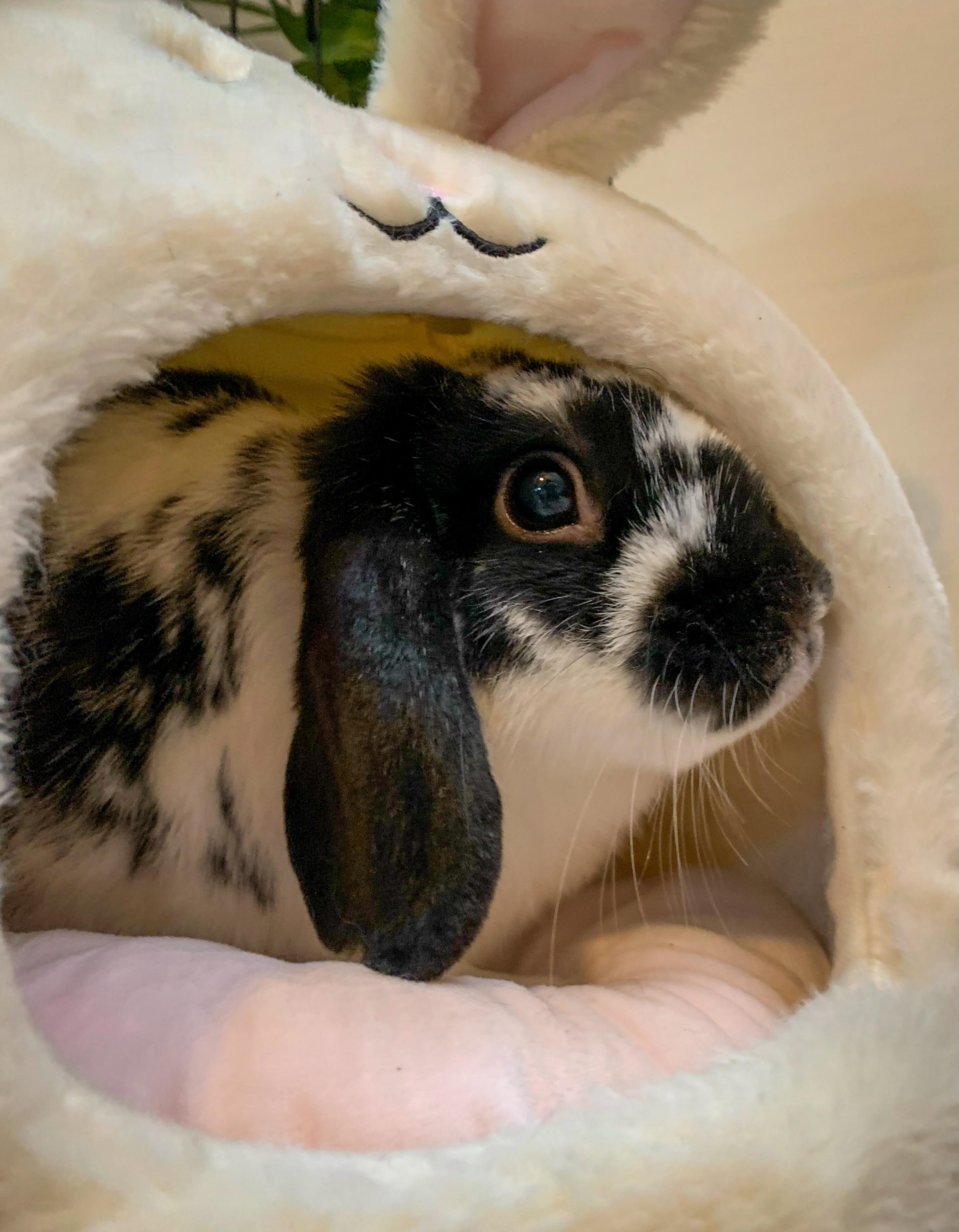 Enlarge Chip- Bonded with Tater, a Adoptable Mini Lop in Midlothian, VA image 3/6