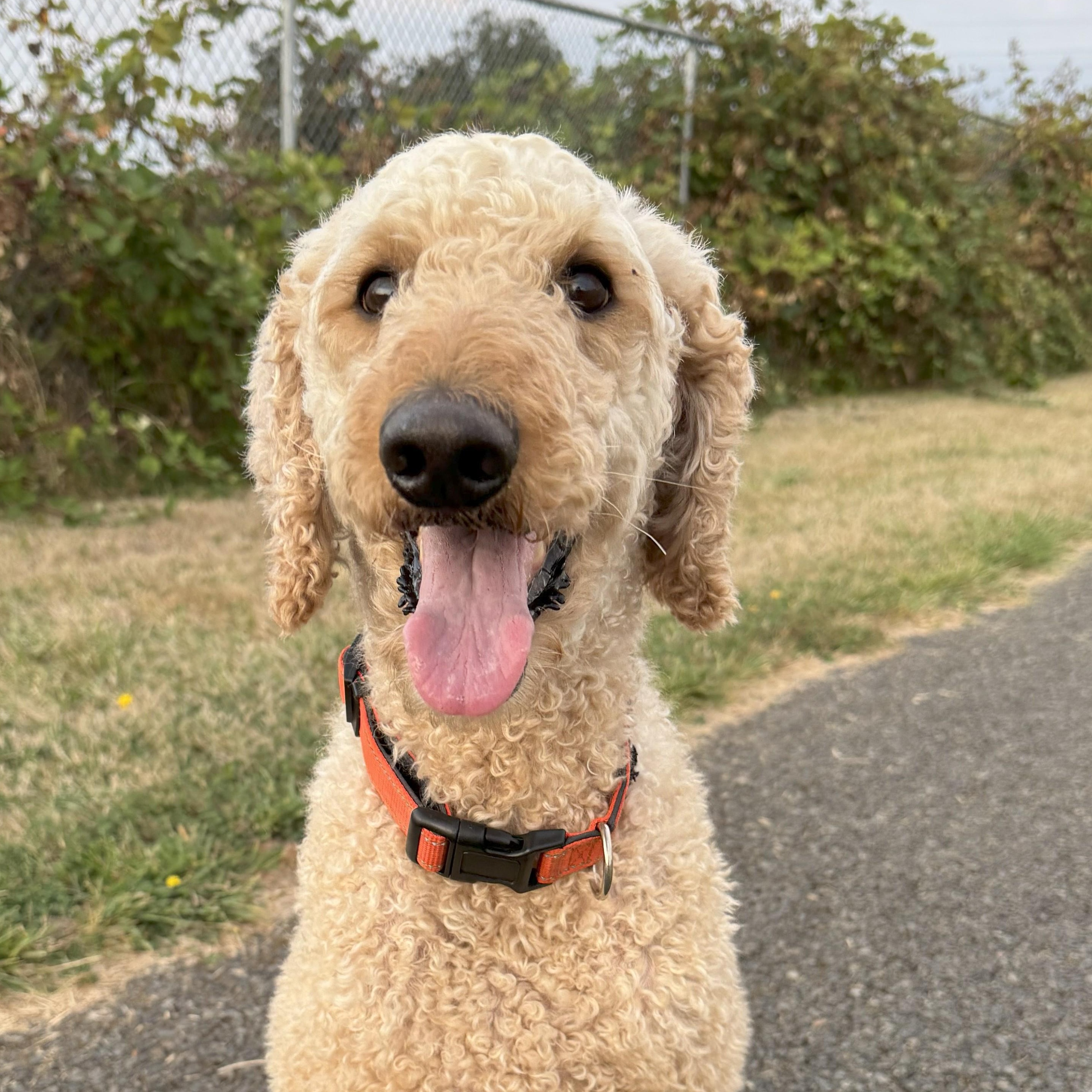 CHARLIE-OREGON