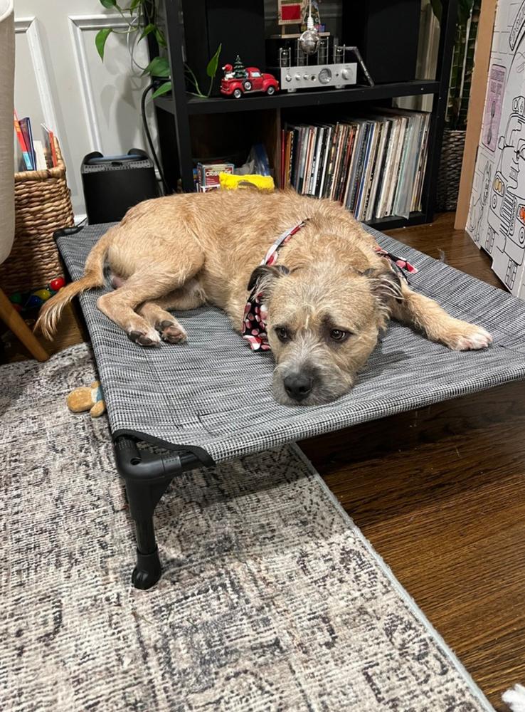 Nugget, Adoptable, Young Male Terrier.