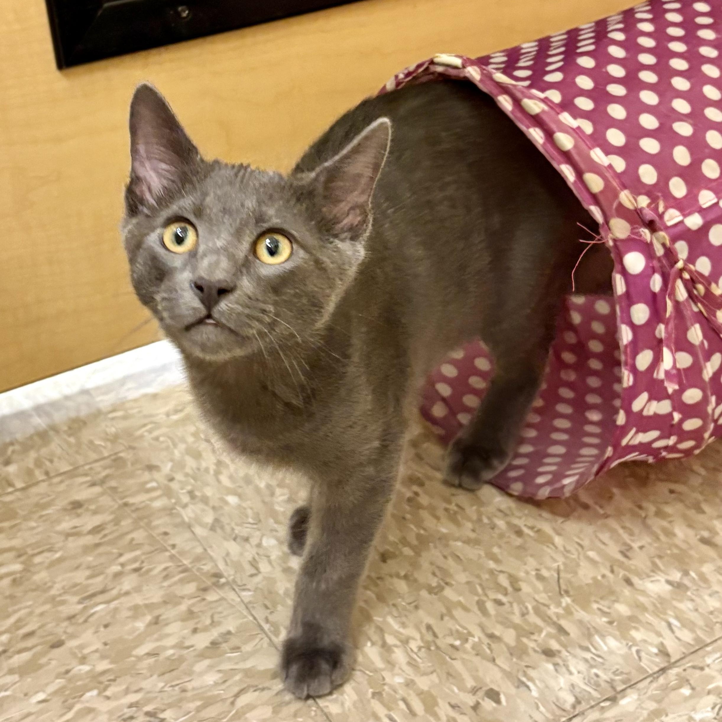 Chai, Adoptable, Kitten Female Domestic Short Hair.