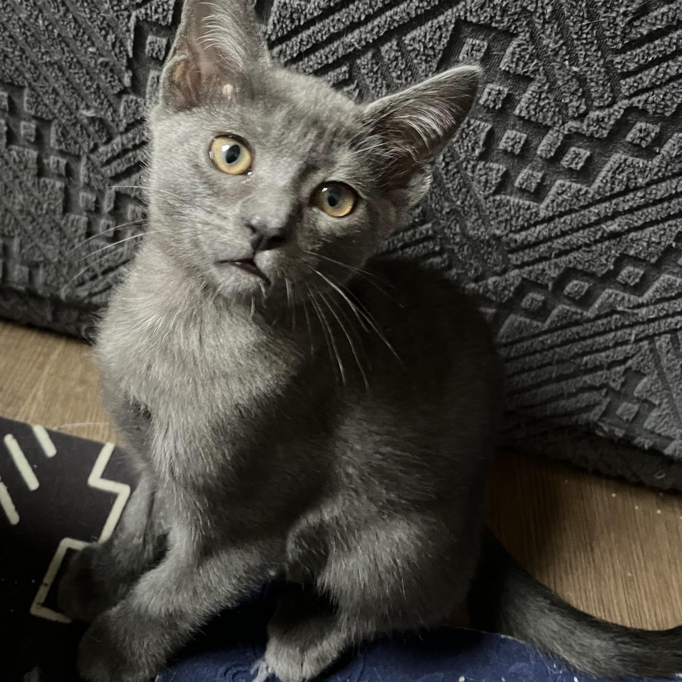 Enlarge Chai, a Adoptable Domestic Short Hair in Irvine, CA image 2/3