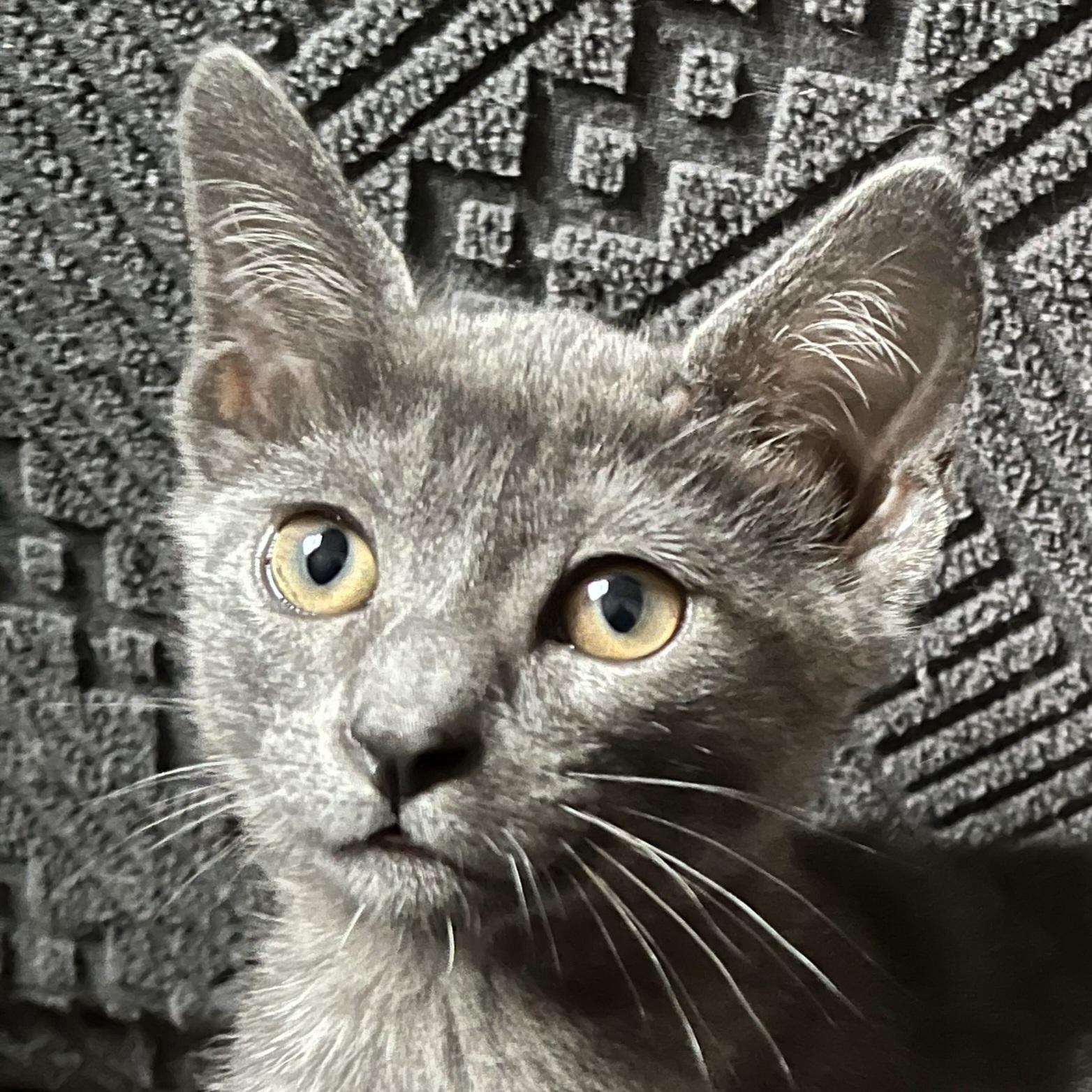 Chai, Adoptable, Kitten Female Domestic Short Hair.
