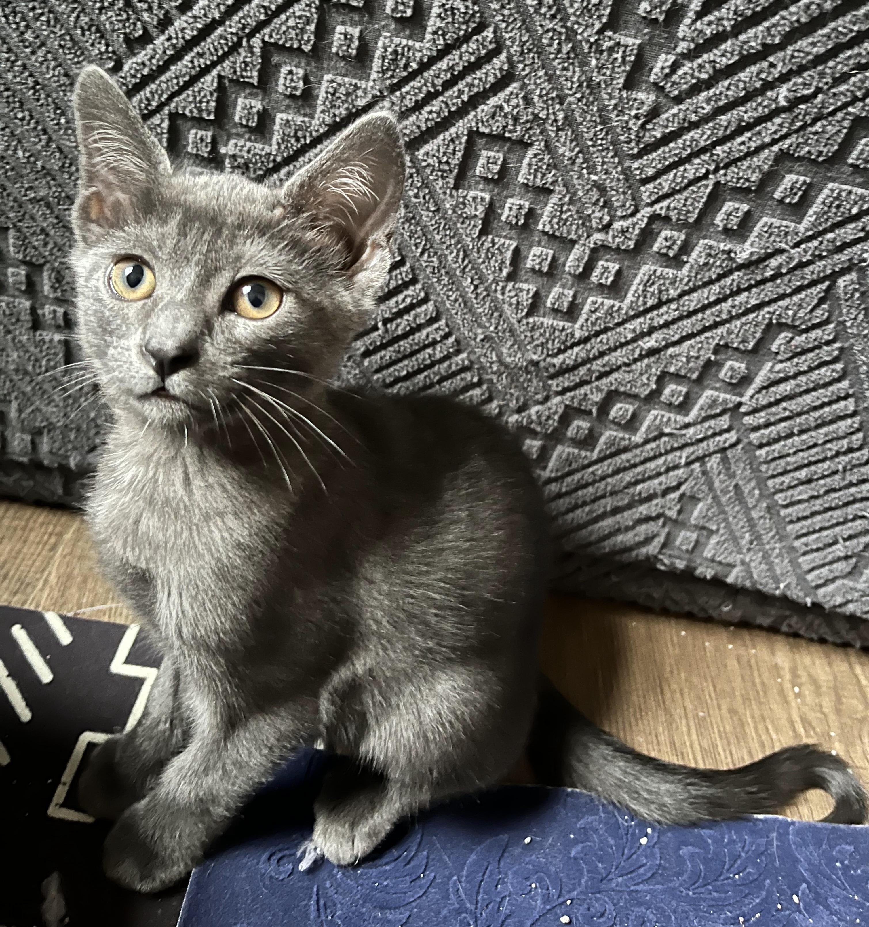 Enlarge Chai, a Adoptable Domestic Short Hair in Irvine, CA image 3/3