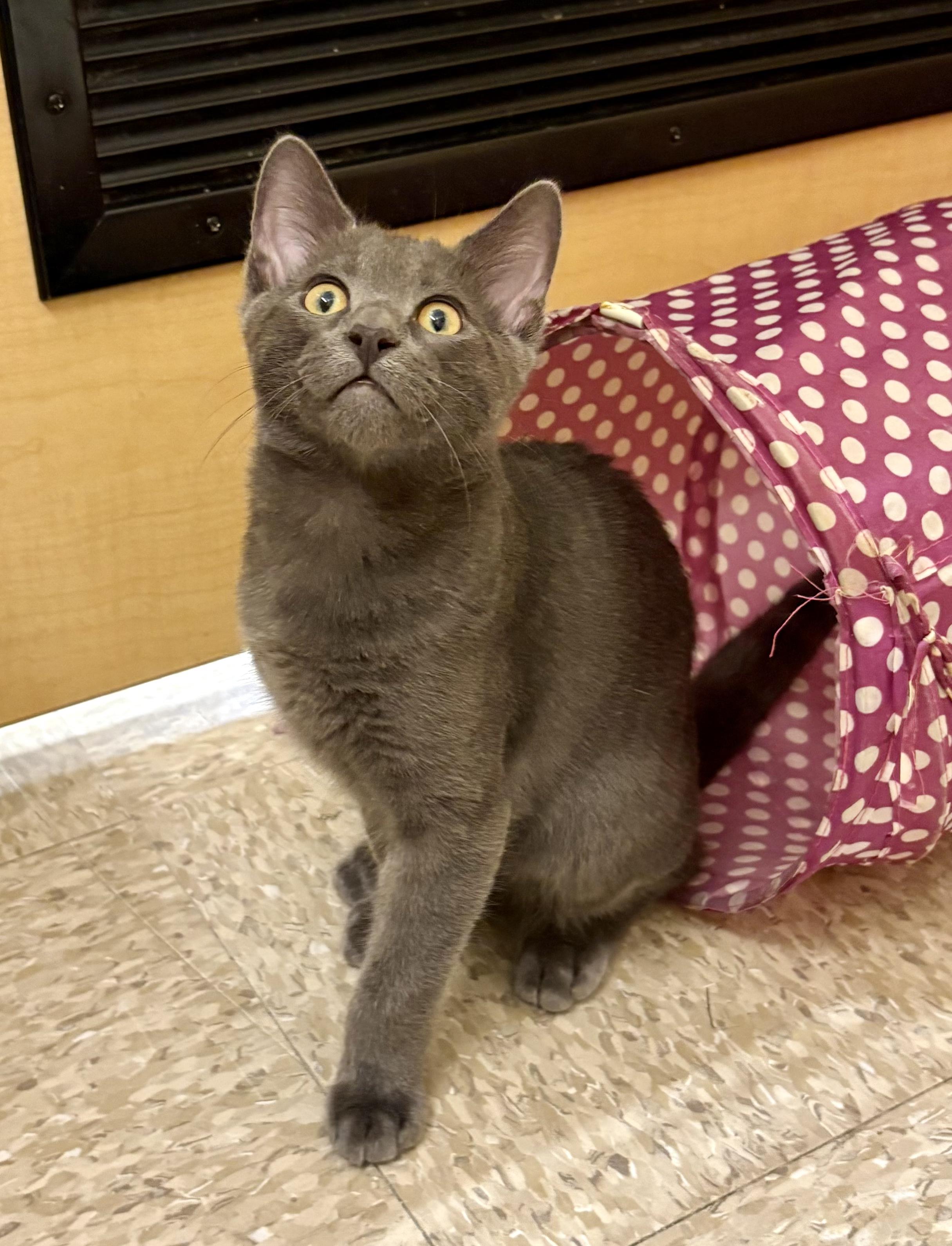 Enlarge Chai, a Adoptable Domestic Short Hair in Irvine, CA image 2/4