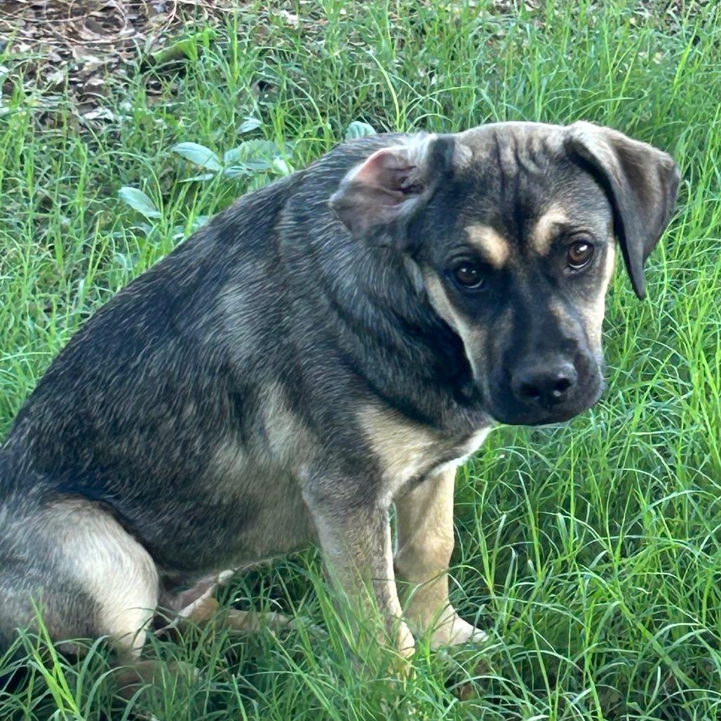 Lily, Adoptable, Young Female German Shepherd Dog & French Bulldog.