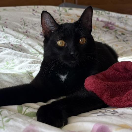 Joy, Adoptable, Young Female Domestic Short Hair.