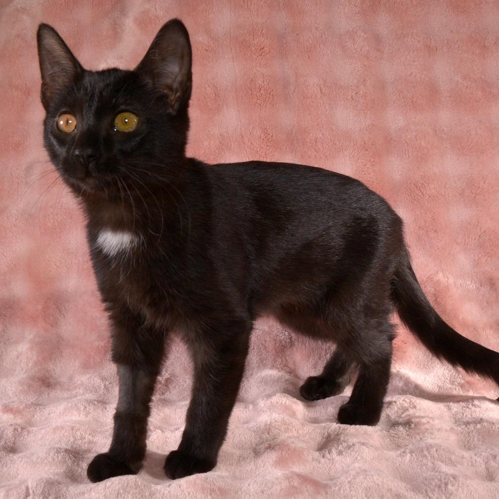 Joy, Adoptable, Young Female Domestic Short Hair.