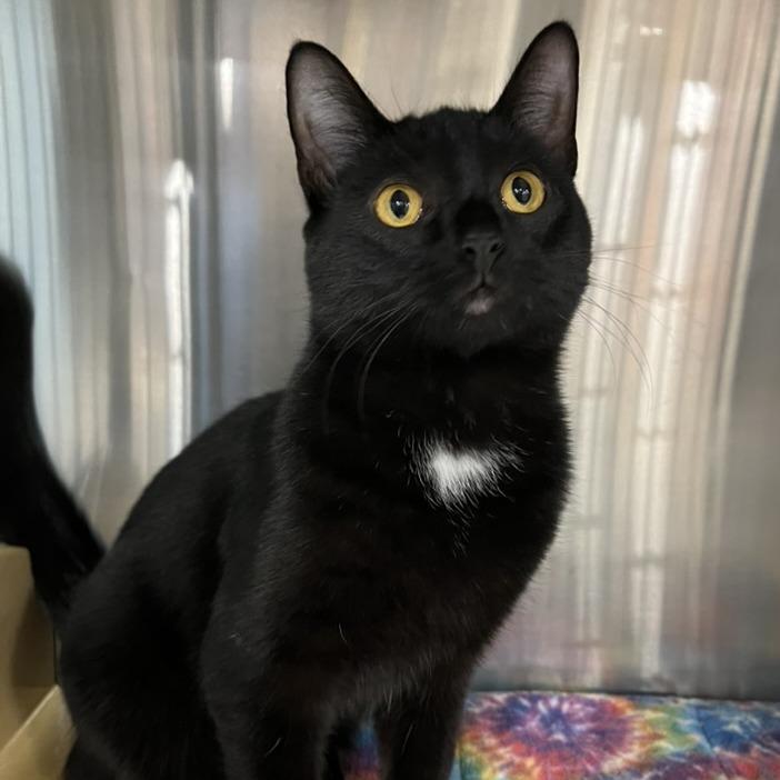 Enlarge Joy, a Adoptable Domestic Short Hair in Traverse City, MI image 2/6