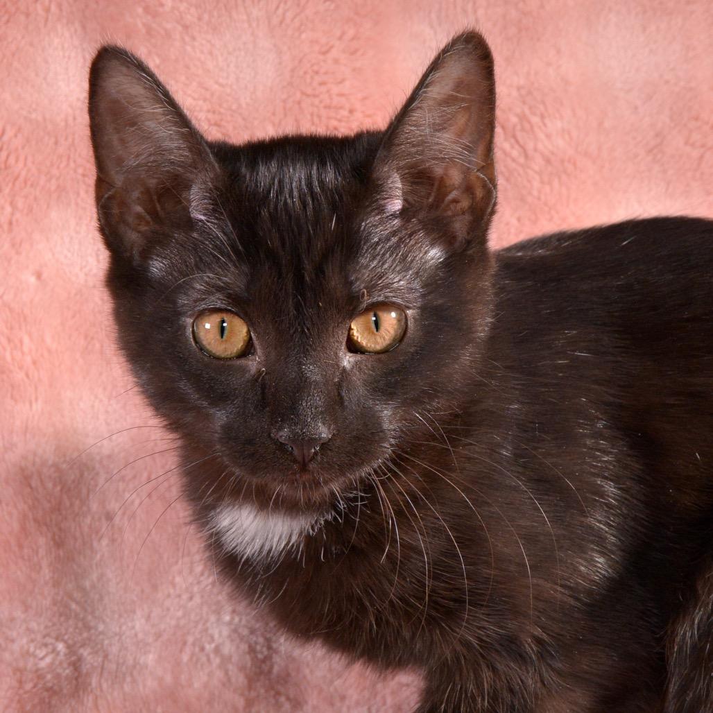 Joy, a Adoptable Domestic Short Hair in Traverse City, MI image 2/6