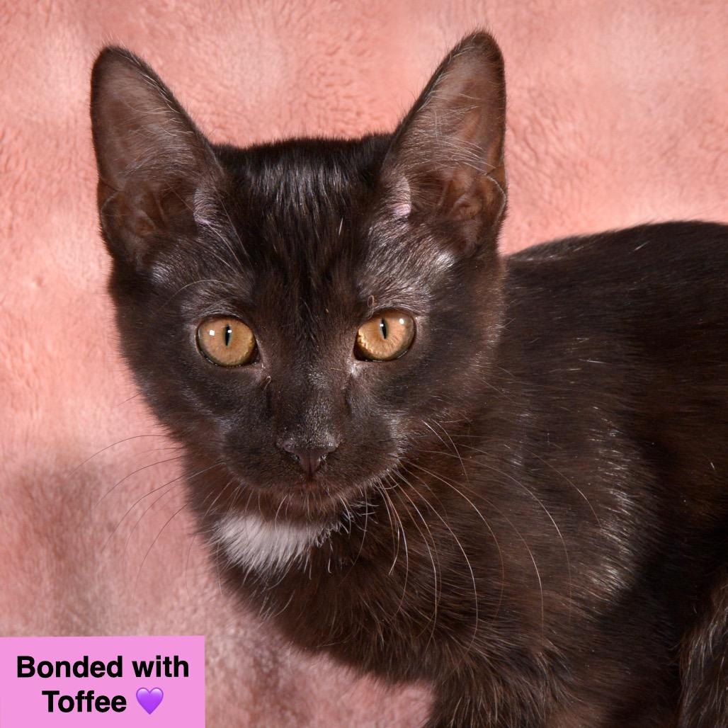Joy, a Adoptable Domestic Short Hair in Traverse City, MI image 3/6