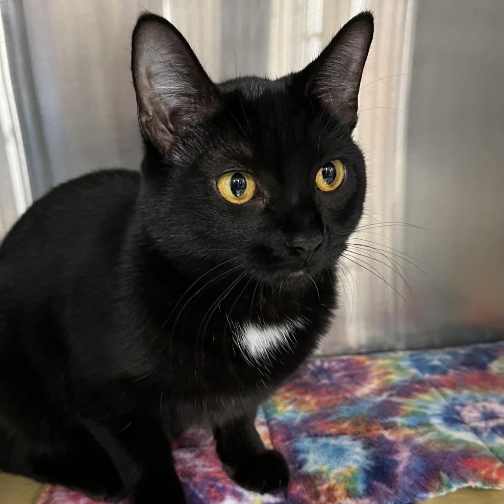 Enlarge Joy, a Adoptable Domestic Short Hair in Traverse City, MI image 4/6