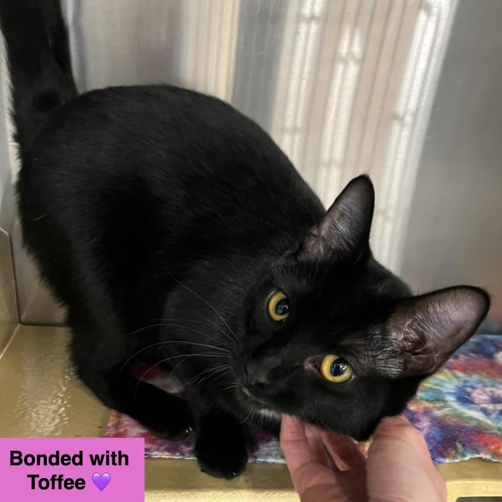 Enlarge Joy, a Adoptable Domestic Short Hair in Traverse City, MI image 5/6
