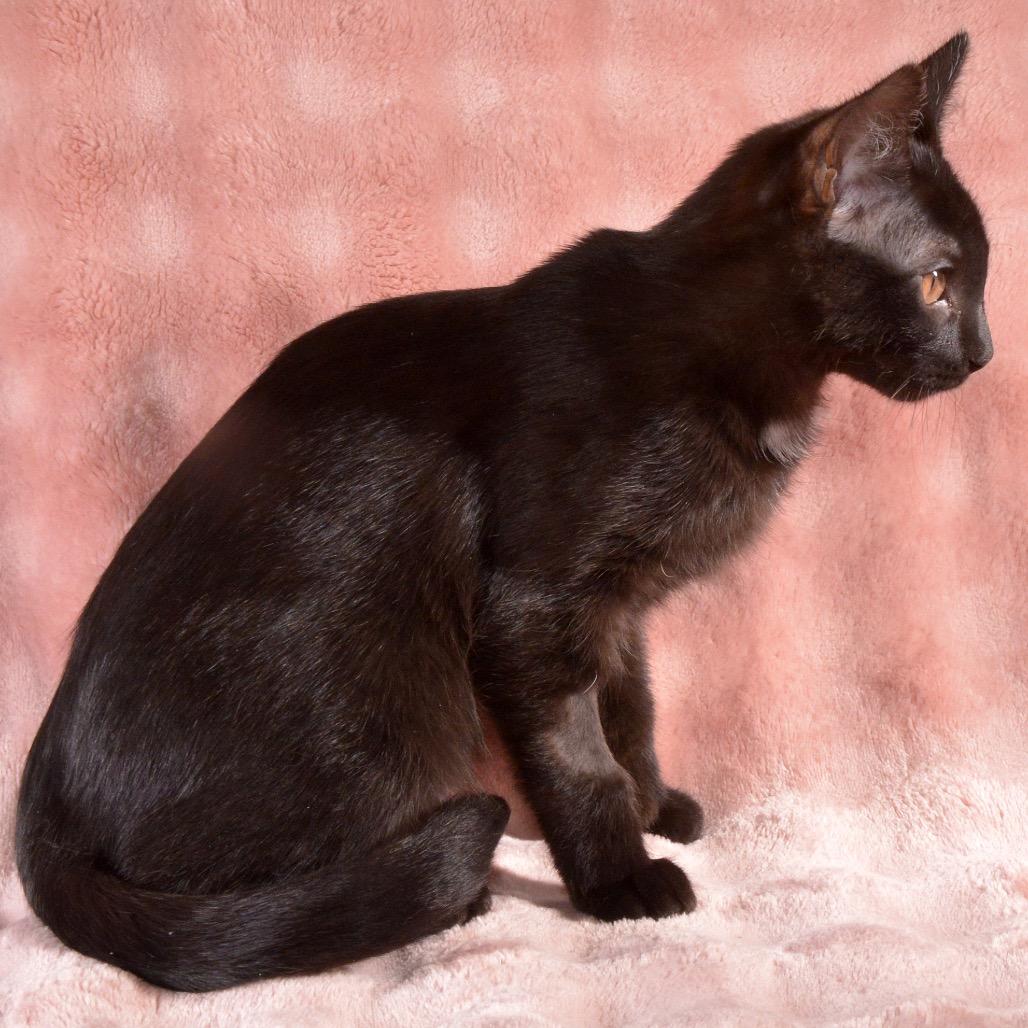 Joy, a Adoptable Domestic Short Hair in Traverse City, MI image 4/6