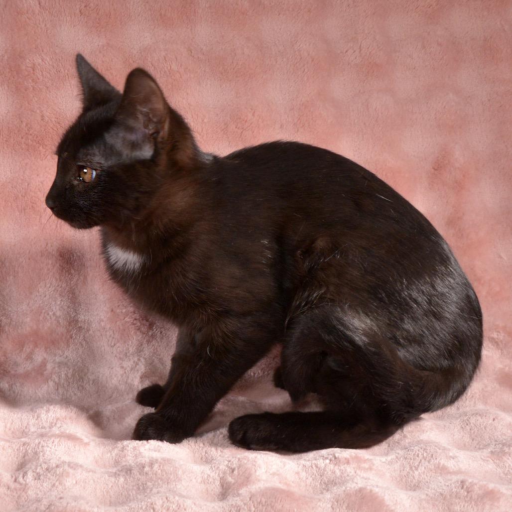 Enlarge Joy, a Adoptable Domestic Short Hair in Traverse City, MI image 4/6