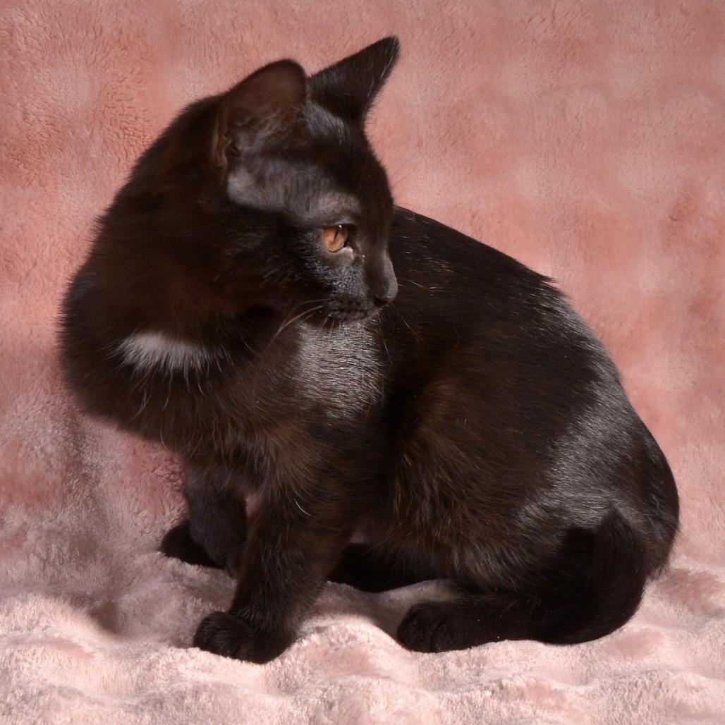 Joy, a Adoptable Domestic Short Hair in Traverse City, MI image 5/6