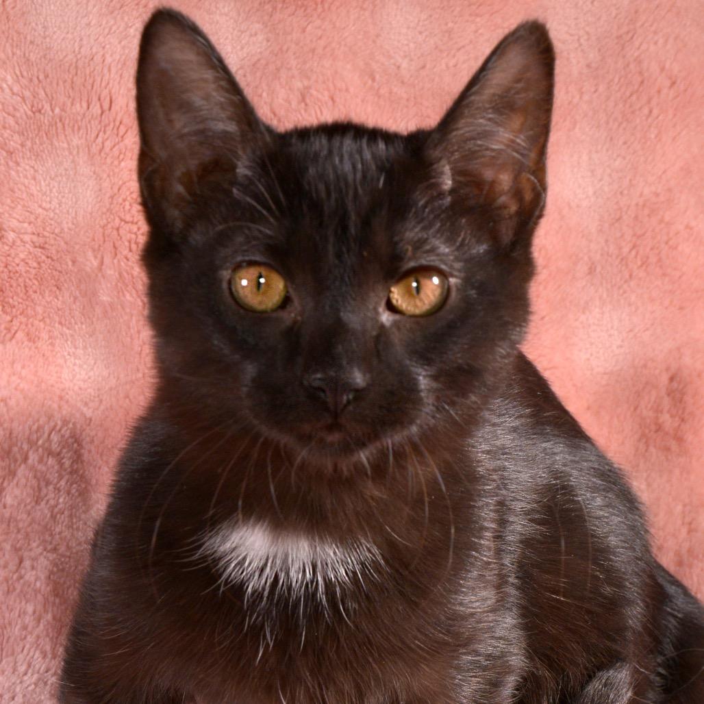 Joy, a Adoptable Domestic Short Hair in Traverse City, MI image 6/6