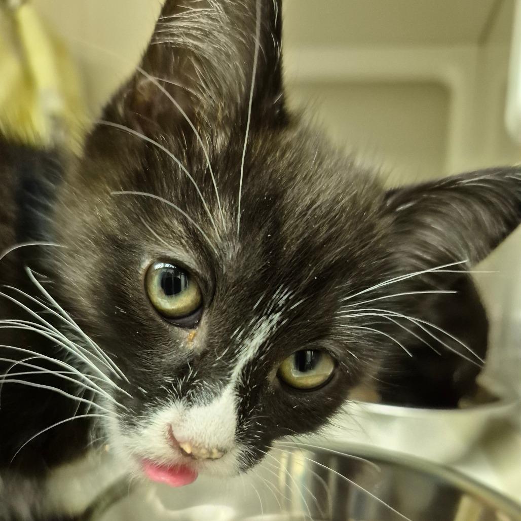 Sylvester, Adoptable, Kitten Male Domestic Short Hair.