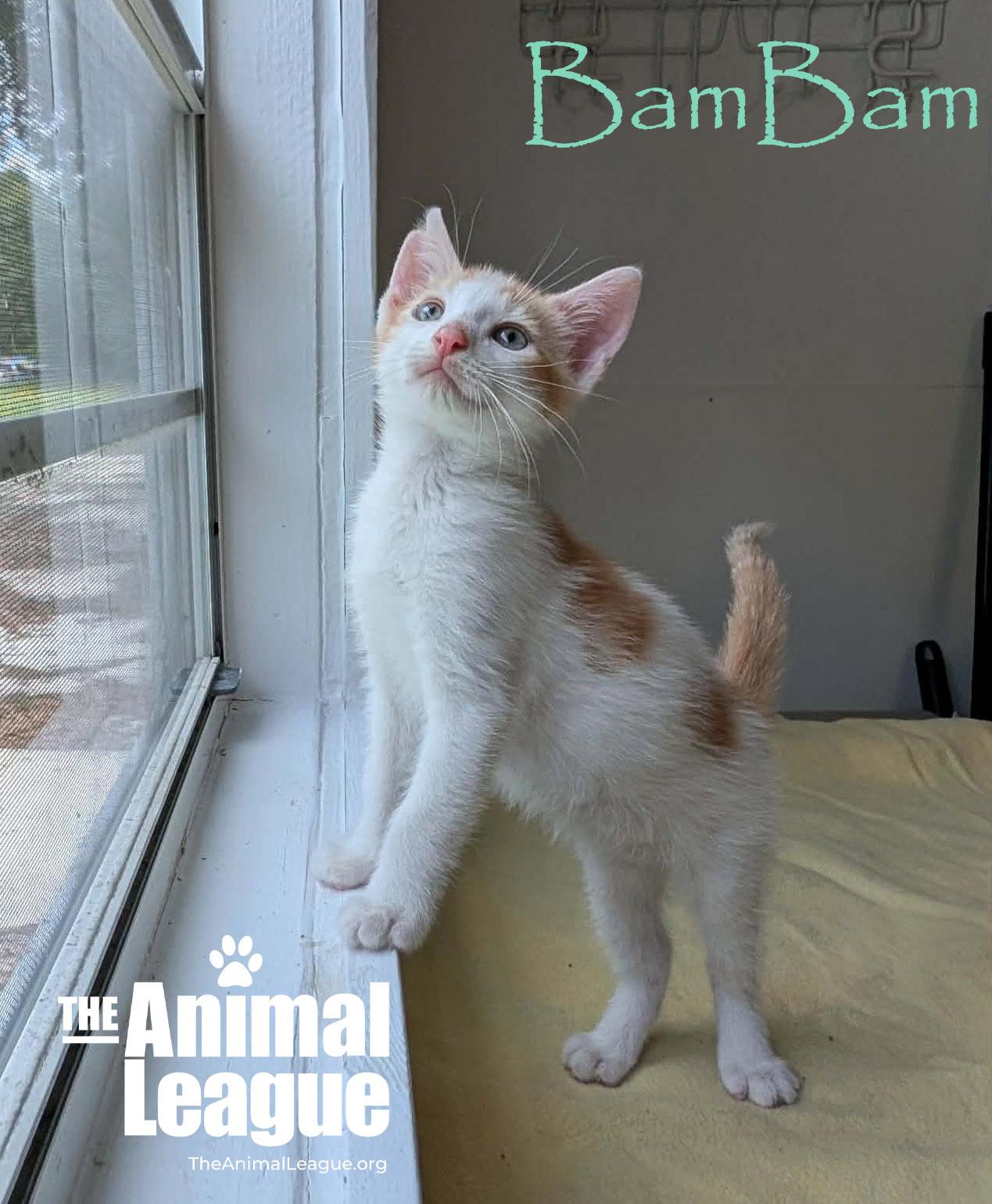 BamBam, a Adoptable mixed breed in Groveland, FL image 1/4