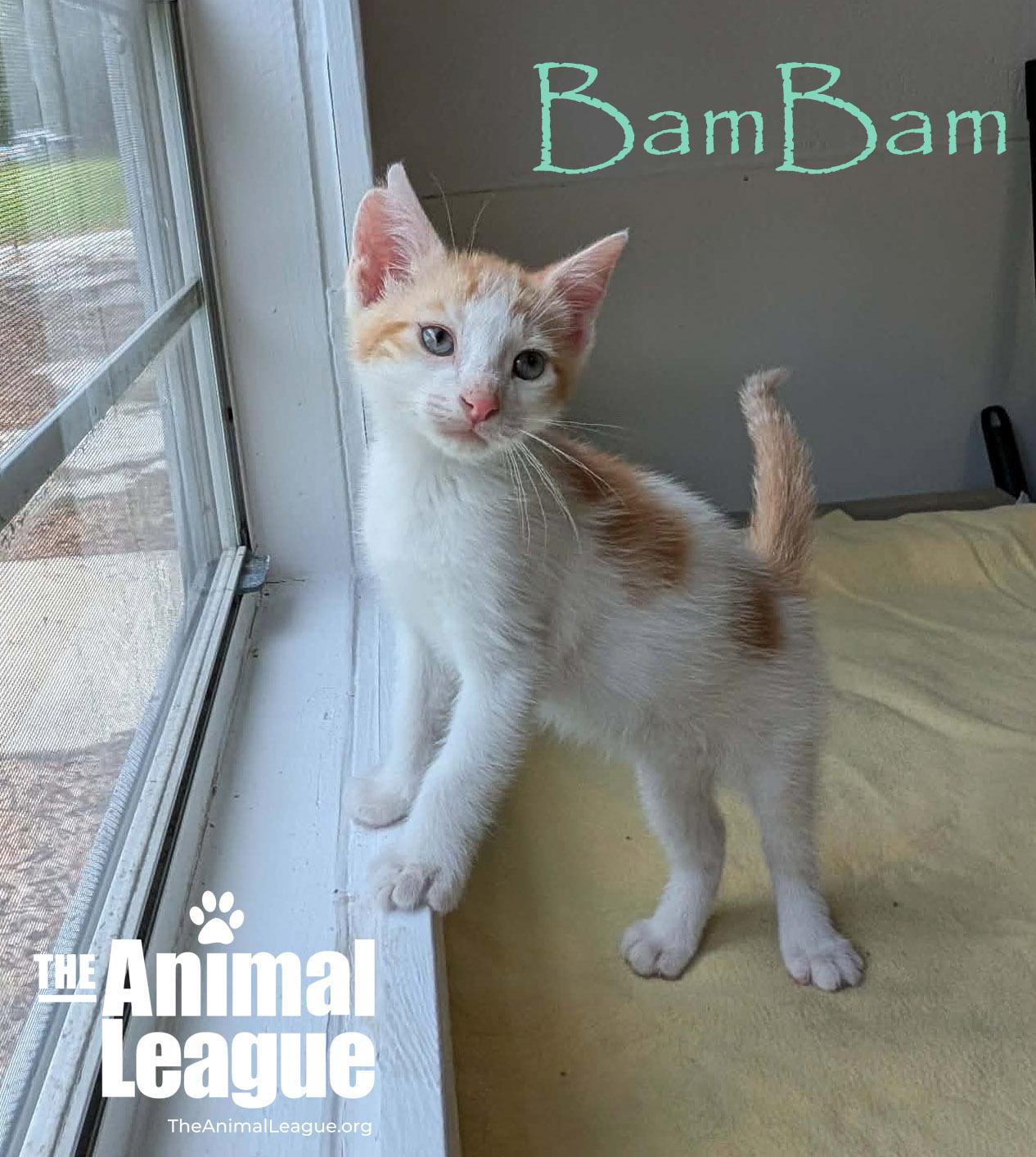 BamBam, a Adoptable mixed breed in Groveland, FL image 2/4
