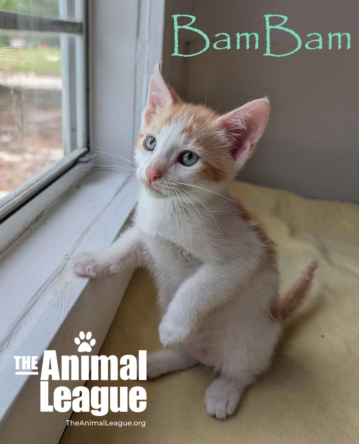 BamBam, a Adoptable mixed breed in Groveland, FL image 3/4