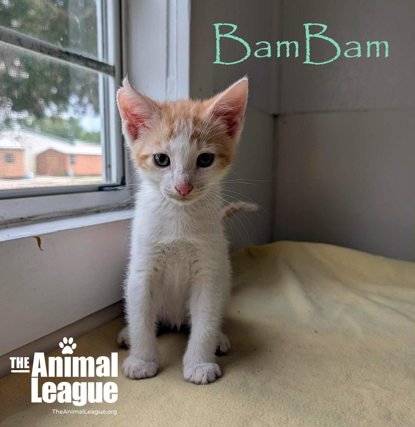 BamBam, a Adoptable mixed breed in Groveland, FL image 4/4