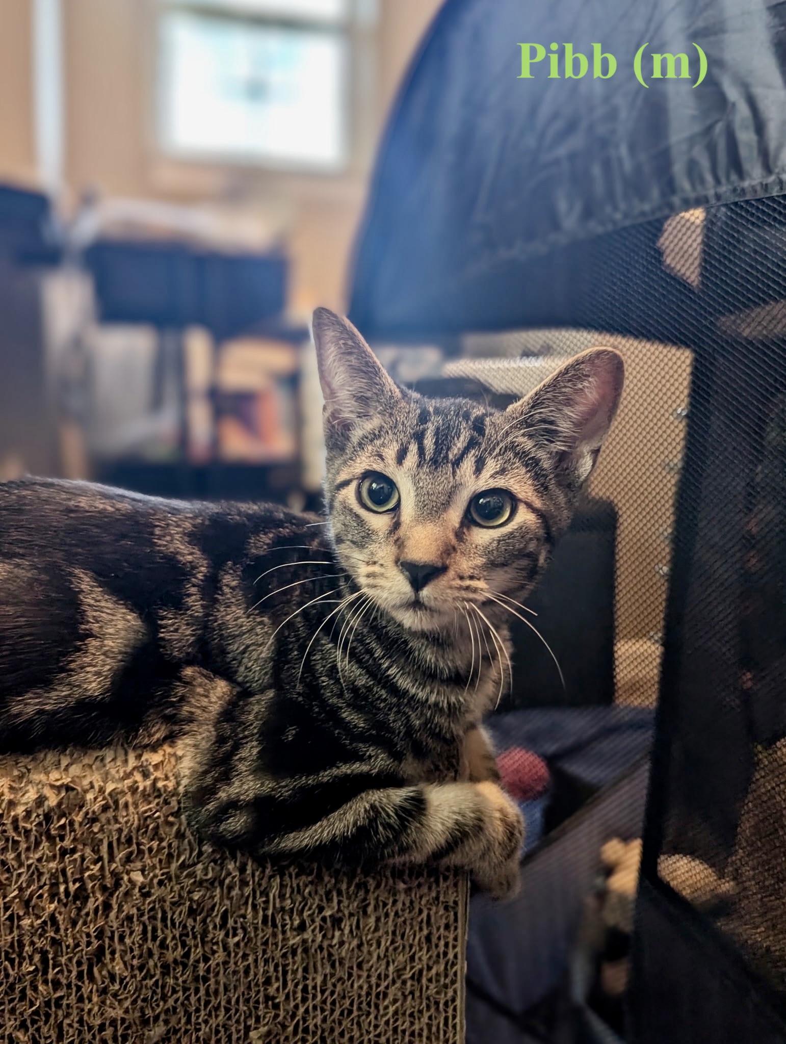 Enlarge Pibb, a Adopted American Shorthair in Woodlawn, TN image 1/3