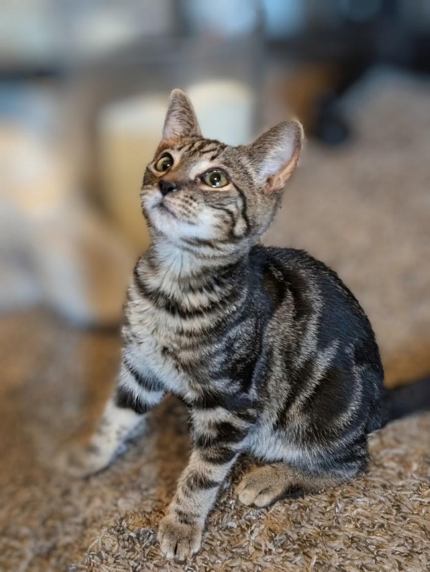 Enlarge Pibb, a Adopted American Shorthair in Woodlawn, TN image 2/3