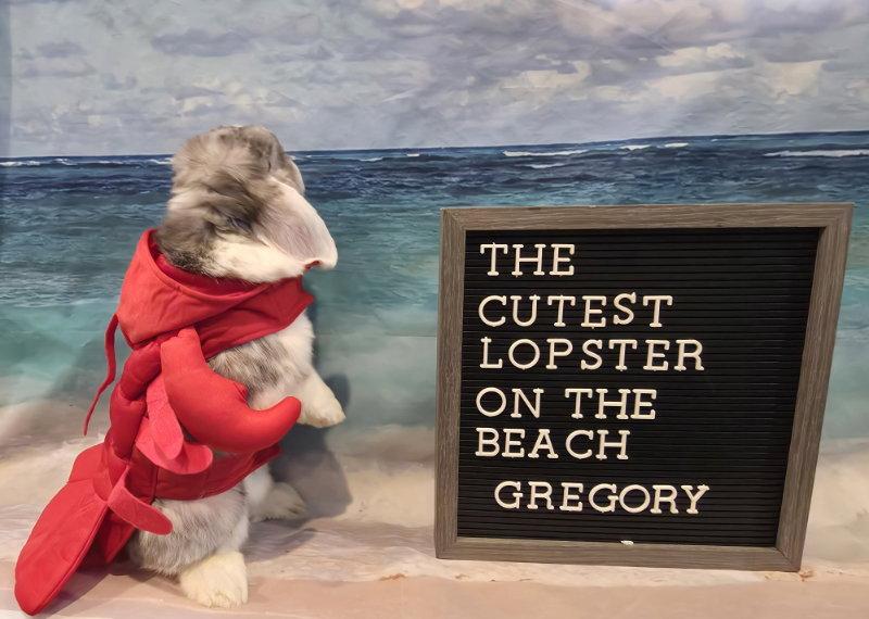Gregory, a Adoptable Mini Lop in Columbus, OH image 1/2