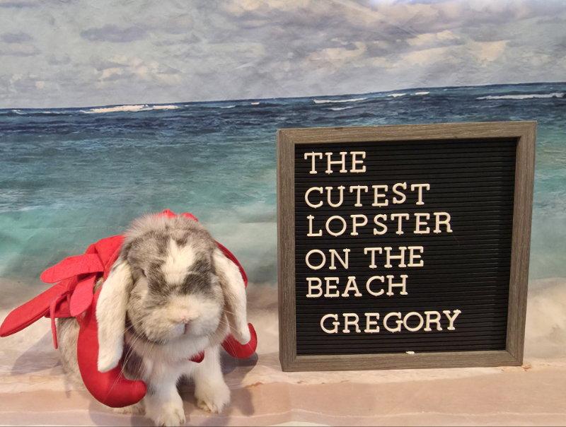 Gregory, a Adoptable Mini Lop in Columbus, OH image 2/2