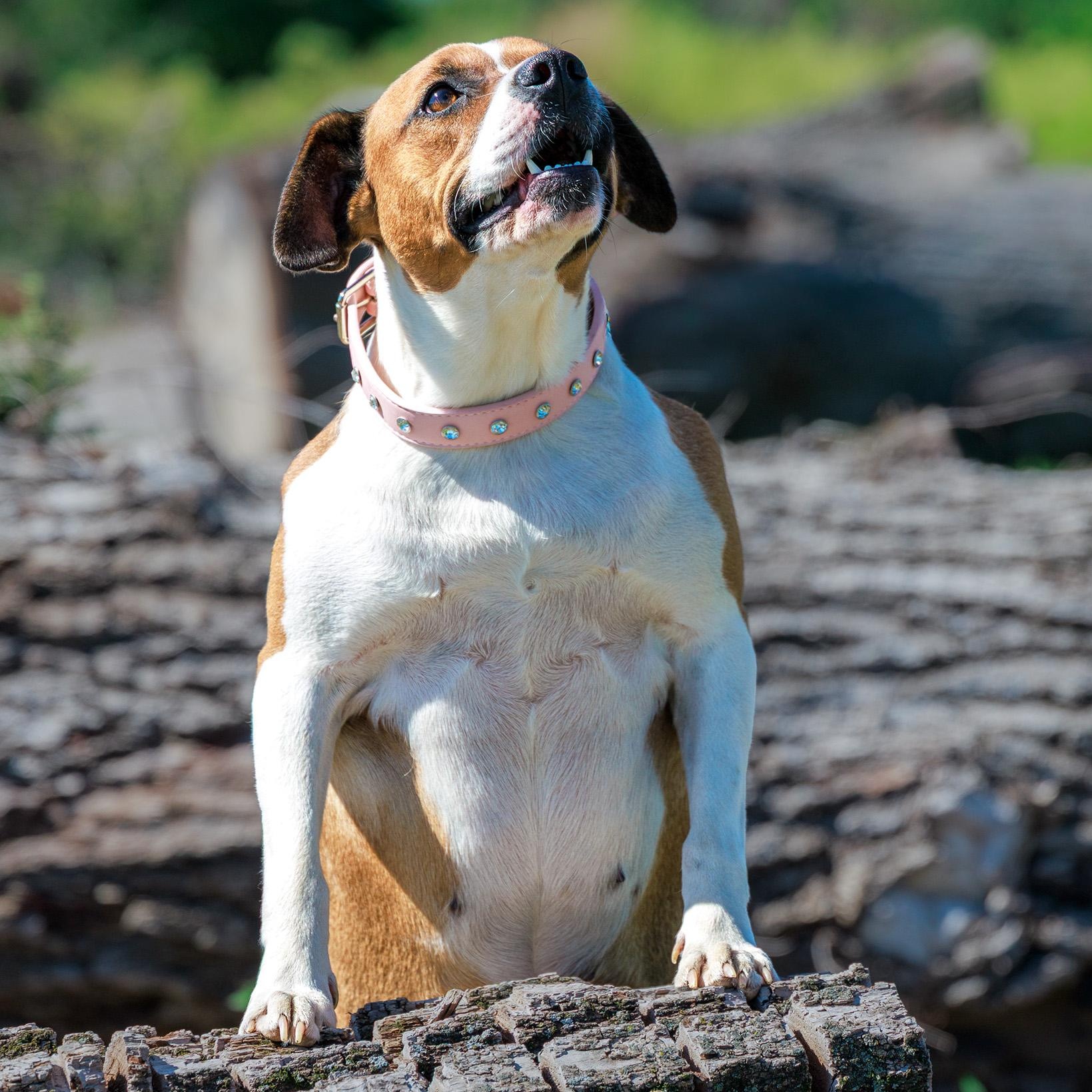 Roxy, a ADOPTABLE mixed breed in Clarinda, IA image 3/5