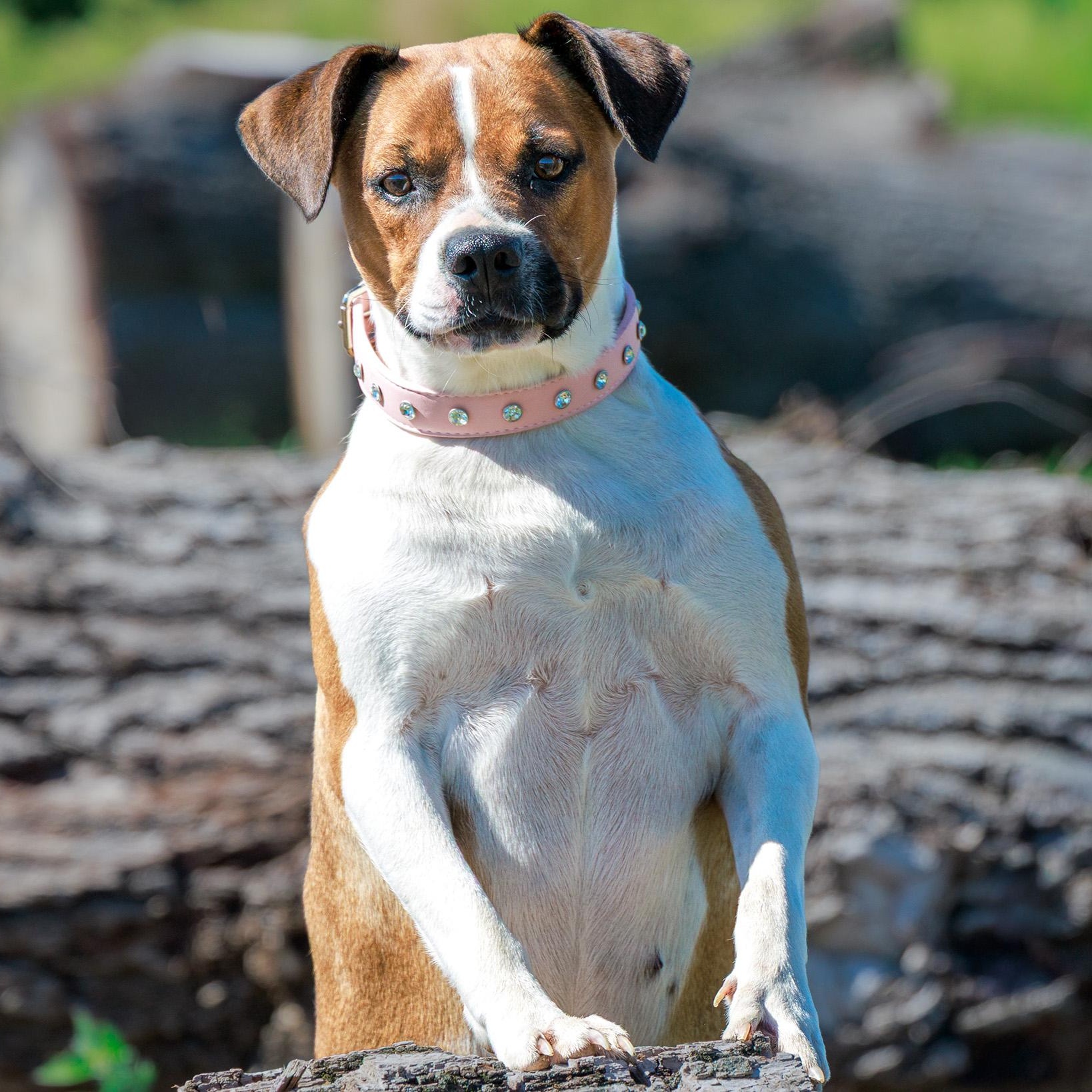 Roxy, a ADOPTABLE mixed breed in Clarinda, IA image 1/5