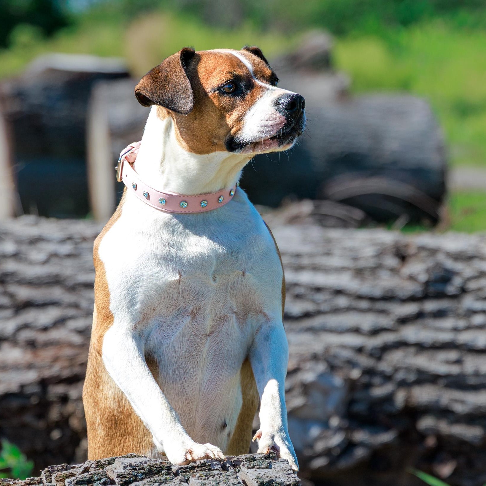 Roxy, a ADOPTABLE mixed breed in Clarinda, IA image 4/5