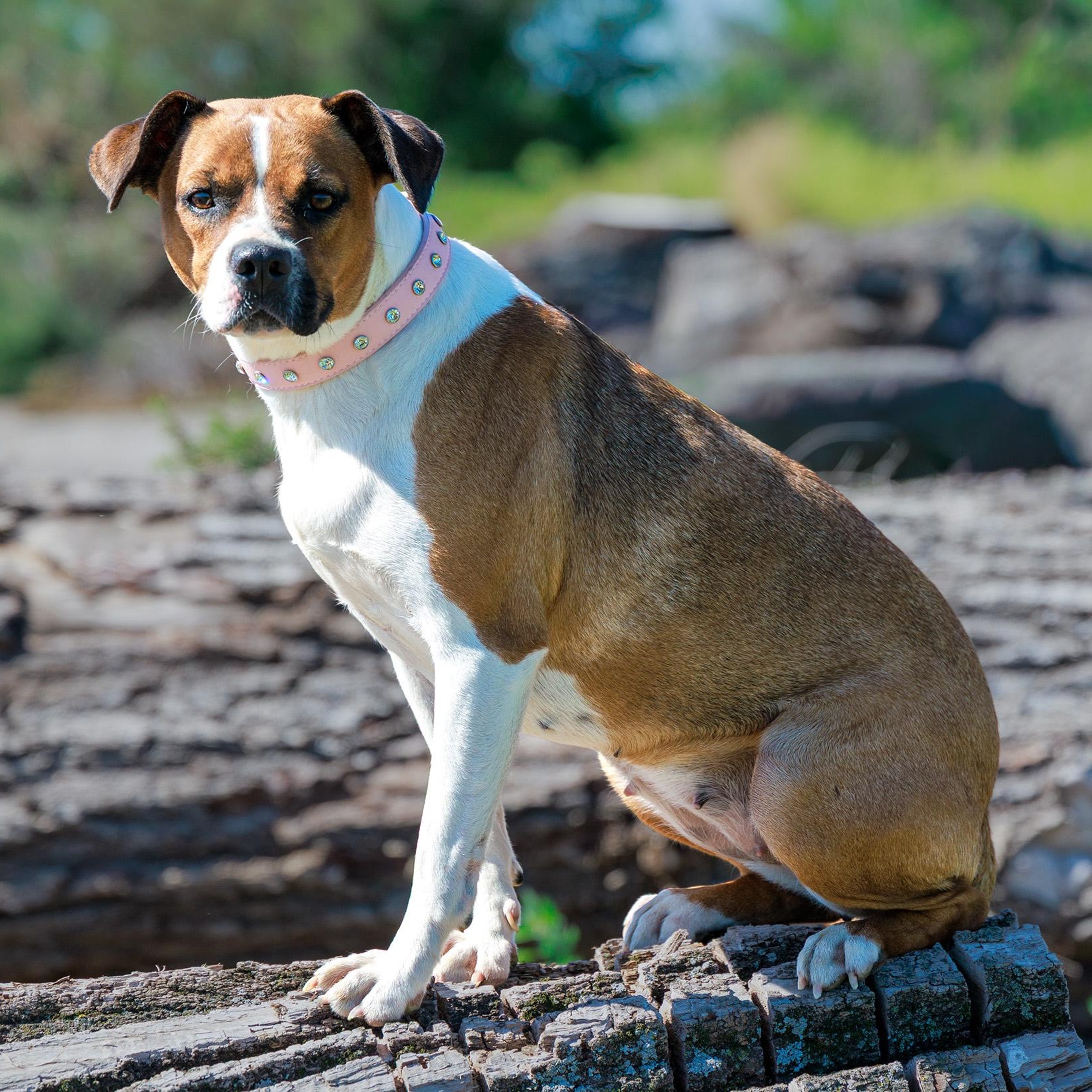 Roxy, a ADOPTABLE mixed breed in Clarinda, IA image 2/5