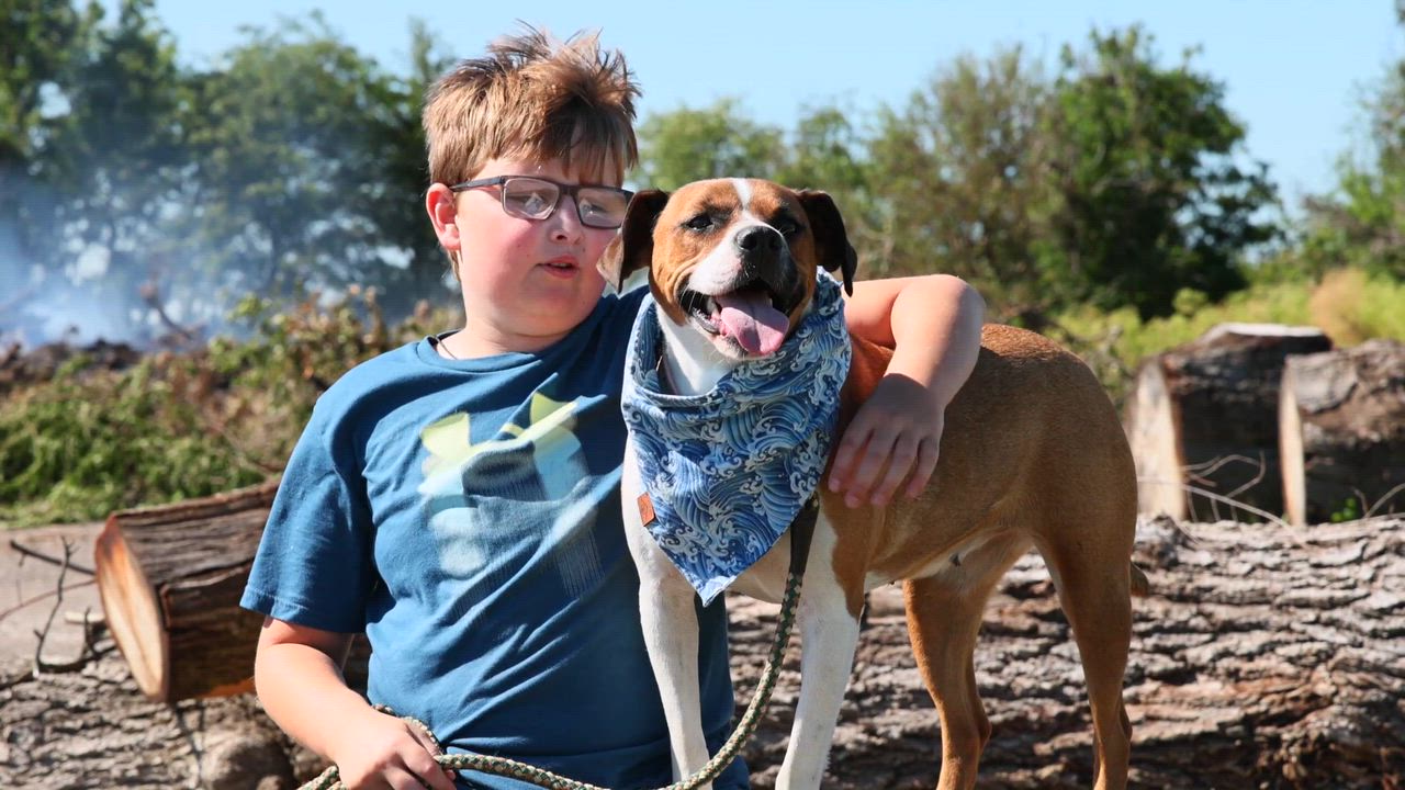 Enlarge Roxy, a ADOPTABLE mixed breed in Clarinda, IA video 5/5