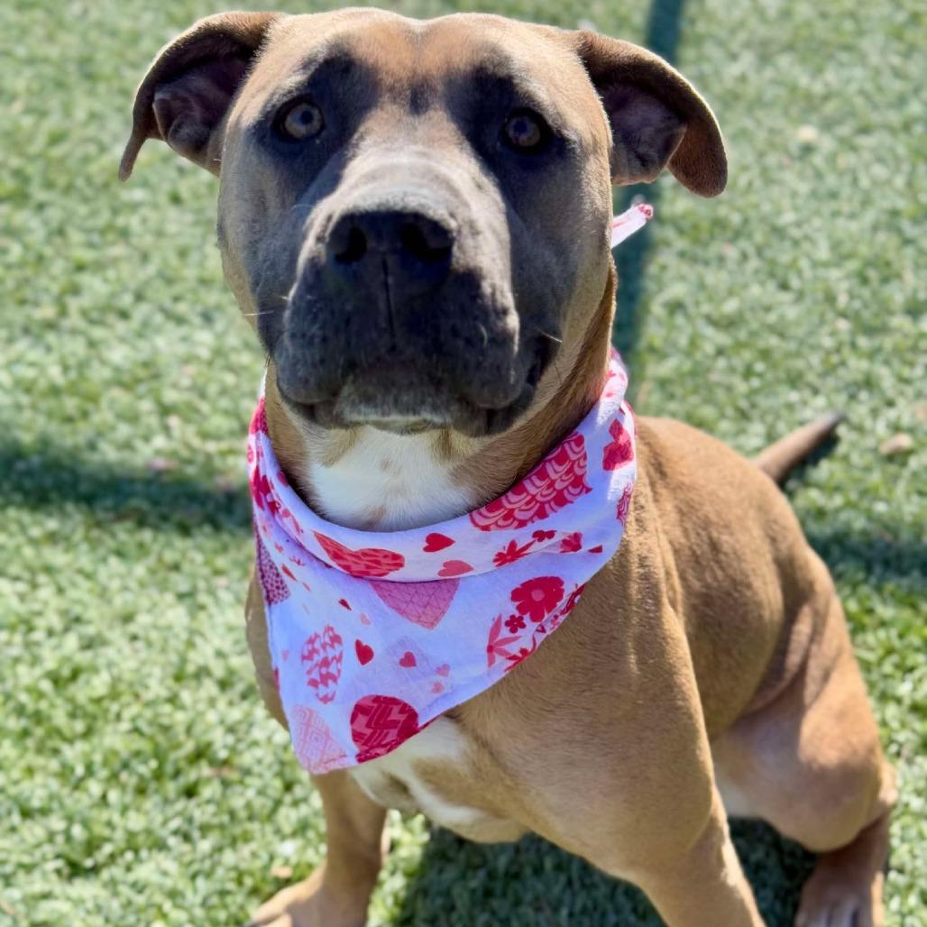 Enlarge Lola, a Adoptable mixed breed in Henderson, NV image 1/6
